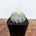 Geohintonia mexicana【ゲオヒントニア・メキシカーナ】