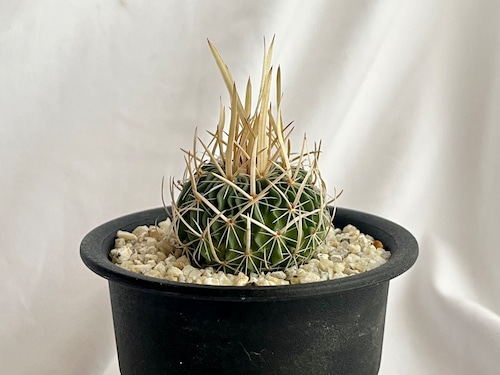 Echinofossulocactus　エキノフォスロカクタス　長刺振武玉　サボテン