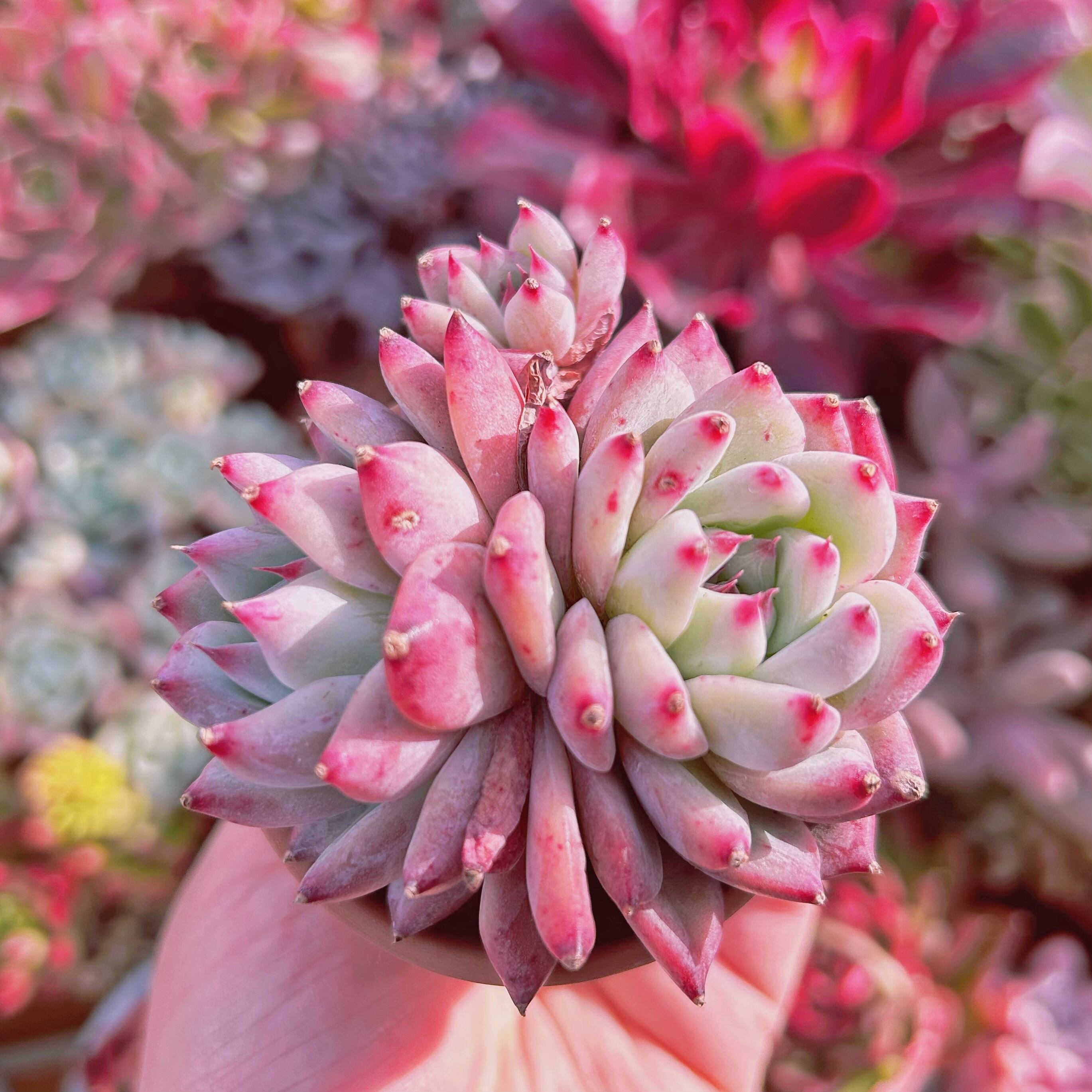 #747現物　多肉植物　アイボリーローズ