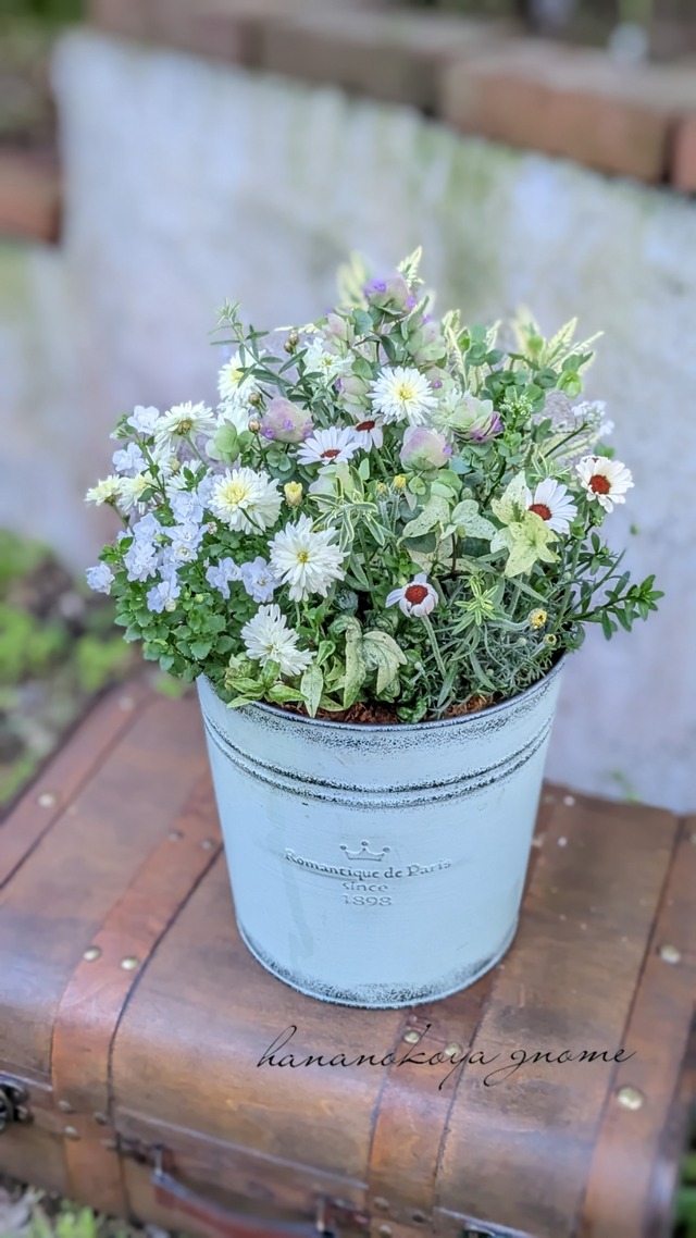 Mさま専用出品✿淡色ガーデンスタイル*ふんわり野花とハーブの寄せ植え
