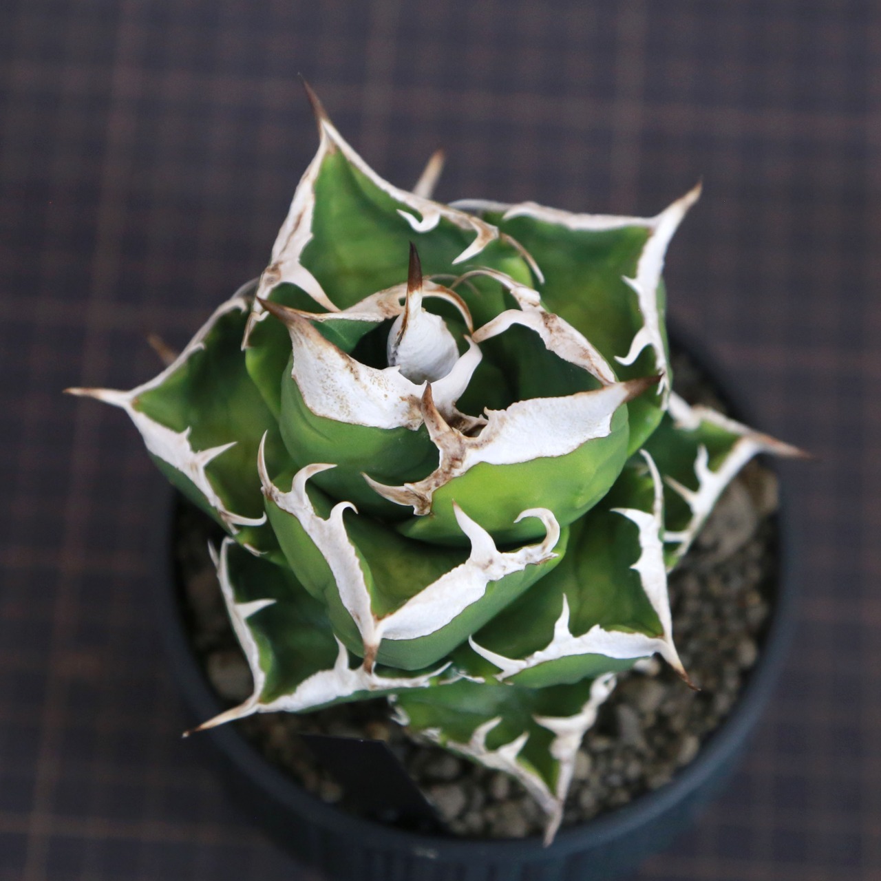 Agave titanota SAD (South Africa Diamond) アガベ チタノタ / 中株(3.5号鉢)/Lot.001