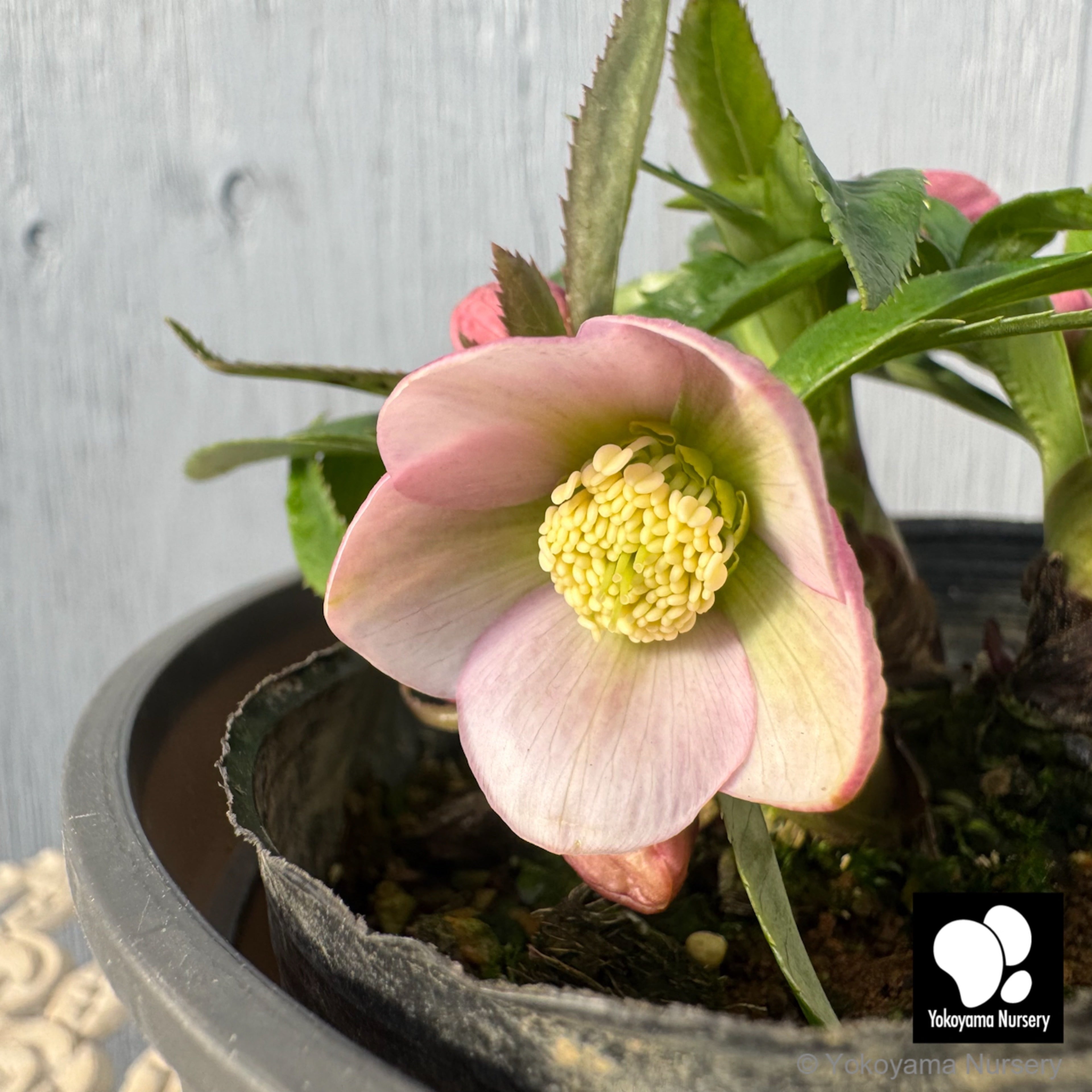 ローズ様♡専用ページ 抽選販売】［16］ クリスマスローズ プチドール ライトピンク 4.5号