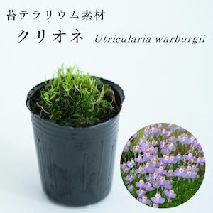 クリオネ  Utricularia warburgii　苔テラリウム作製用素材◆水辺の表現におすすめ