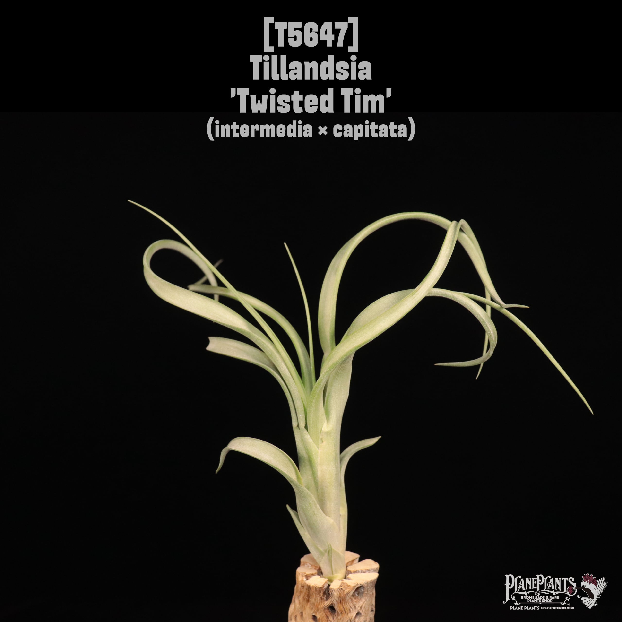 □ TILLANDSIA IMPORT [契約農園輸入株] | plane plants