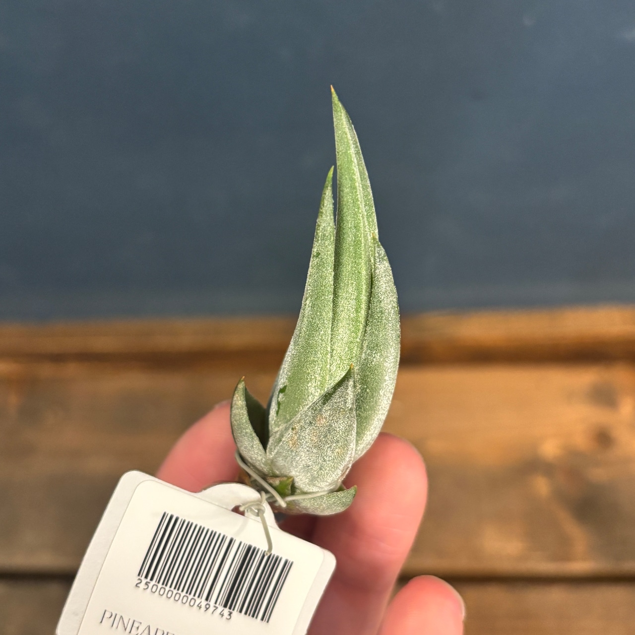 チランジア ウェベリ【308】