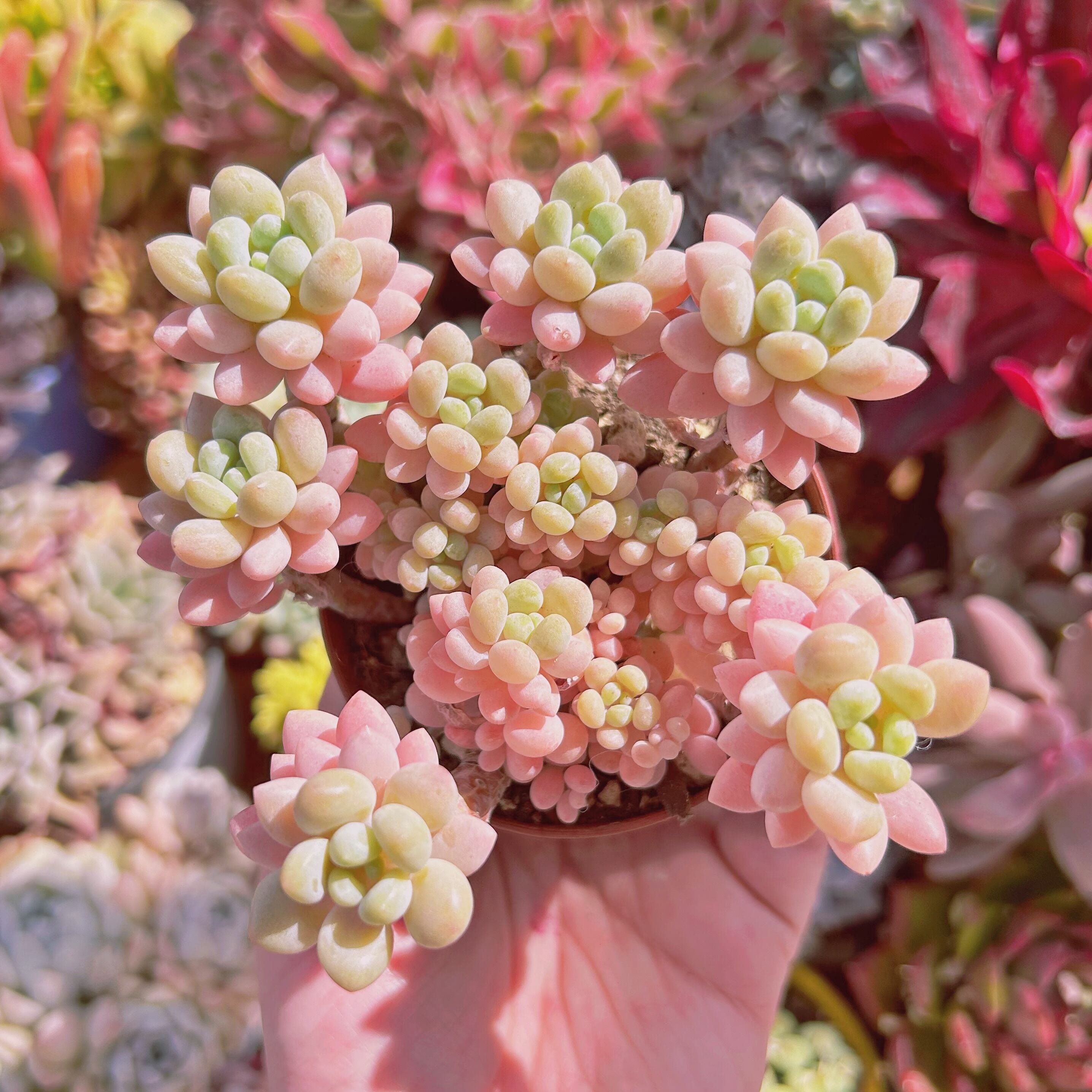 #514現物　多肉植物　ストロベリーミルク