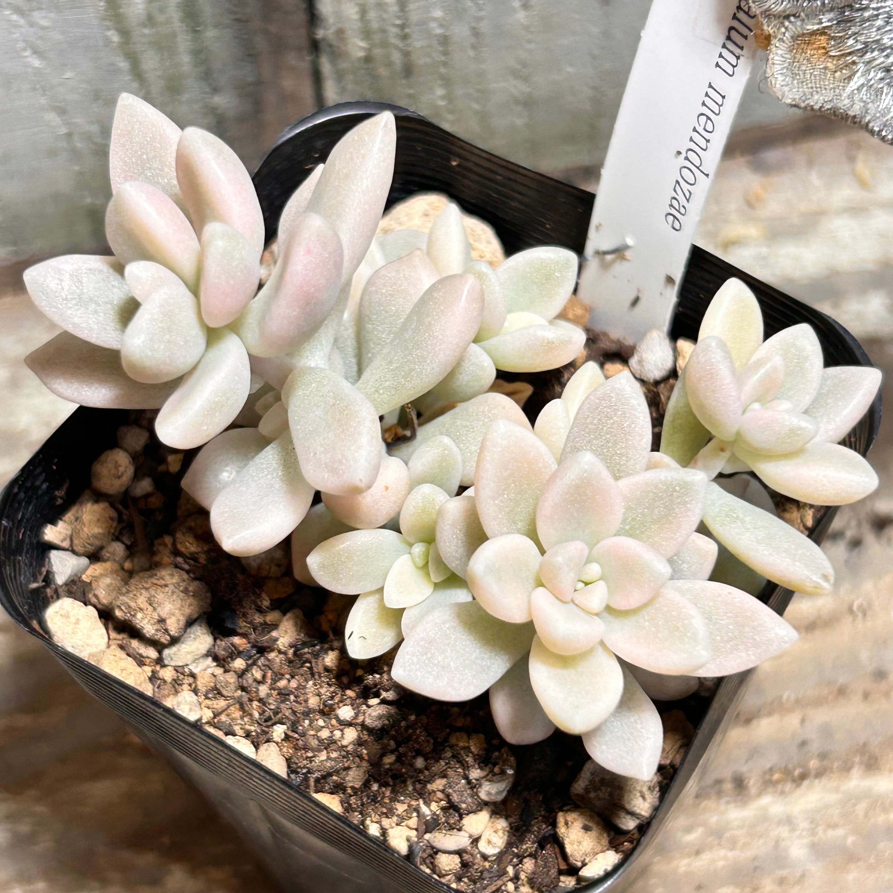 錦 | RuPo 多肉植物専門店