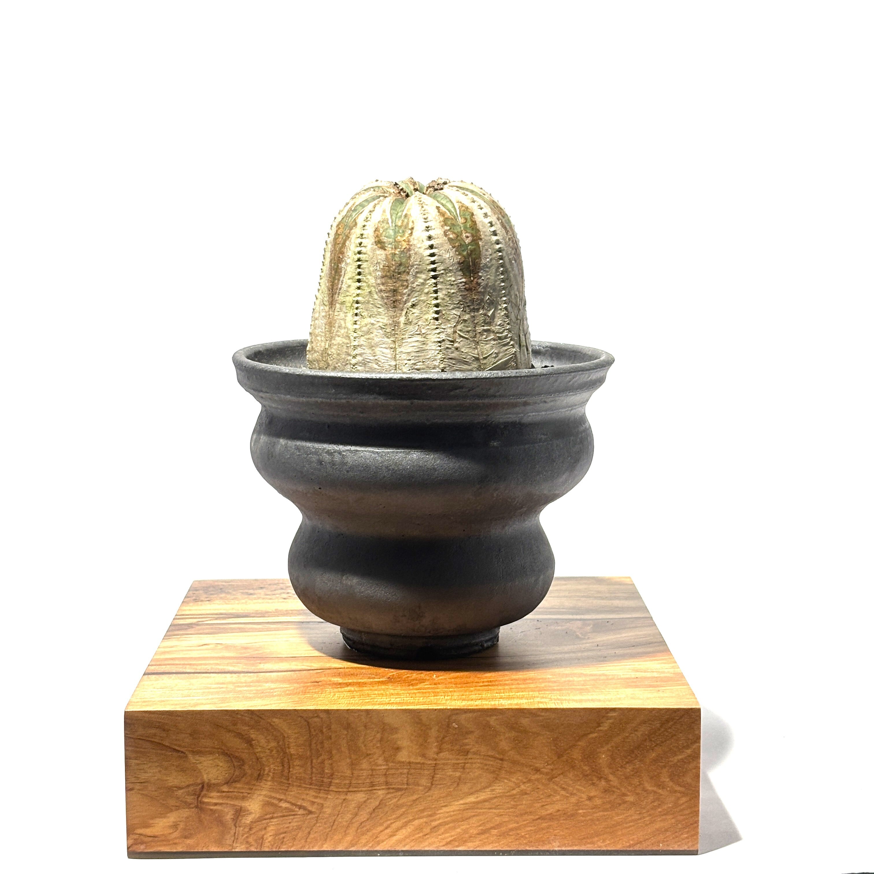 ユーフォルビア オベサ 多稜超大株 ① 大株 木質化 多稜】Euphorbia