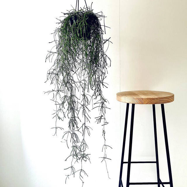 希少 ホヤ レツーサ ボリューム株 観葉植物 calm cafe