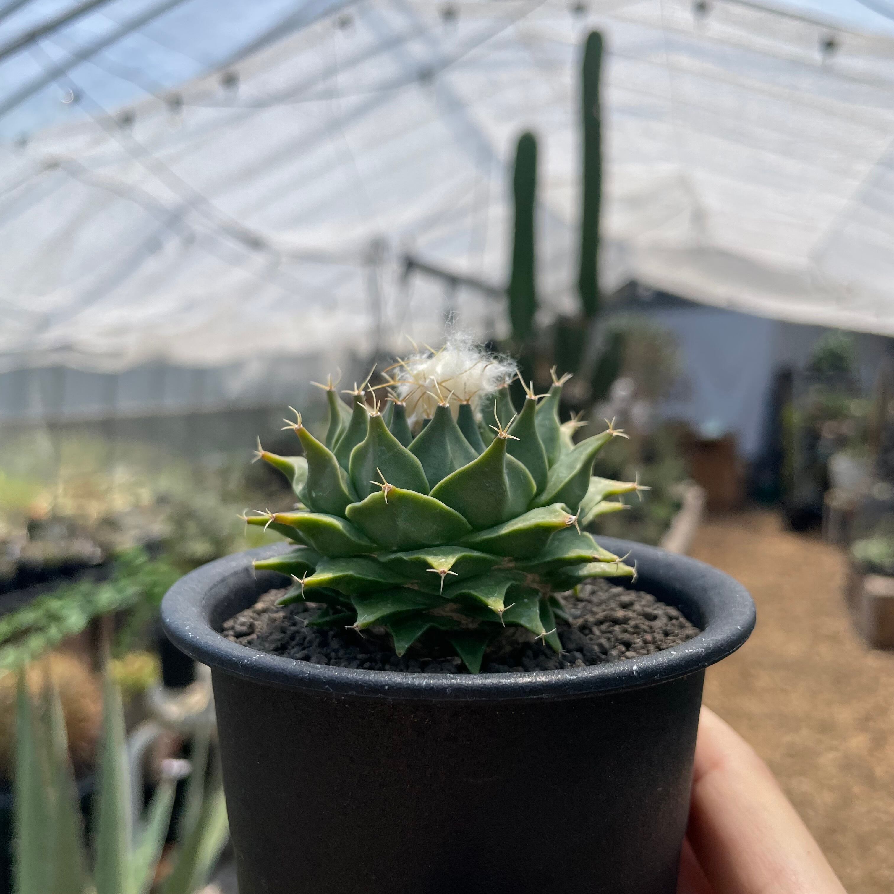 帝冠　オブレゴニア　サボテン　国内実生 サボテン オブレゴニア 帝冠【843】 | PROTOLEAF プロトリーフ