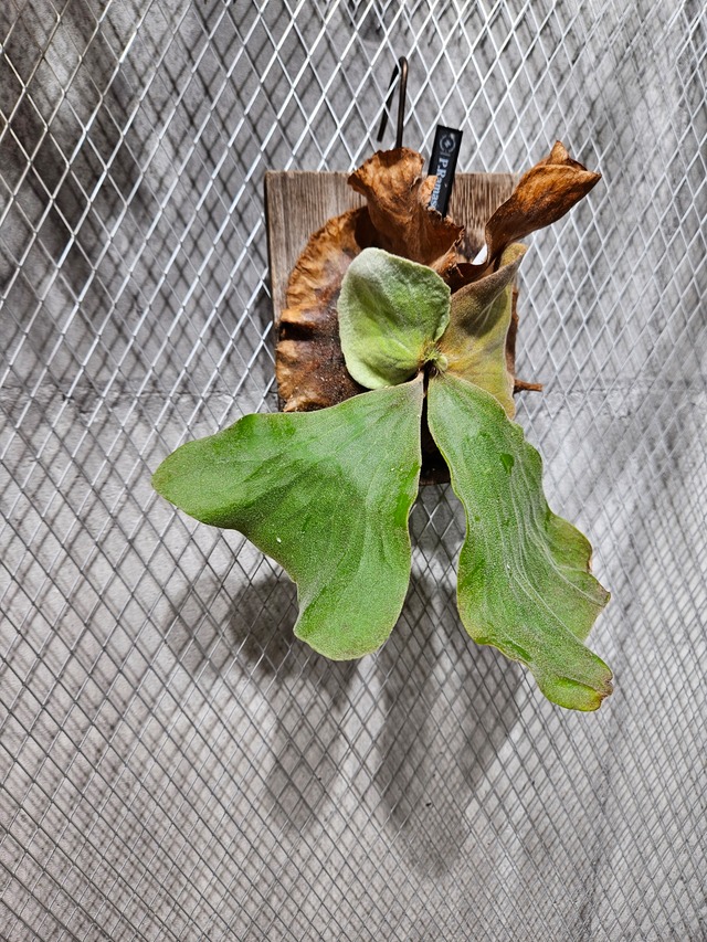 P. Ramasoon 【artPLANTs/PLANTS GARAGE】  ビカクシダ/Platycerium