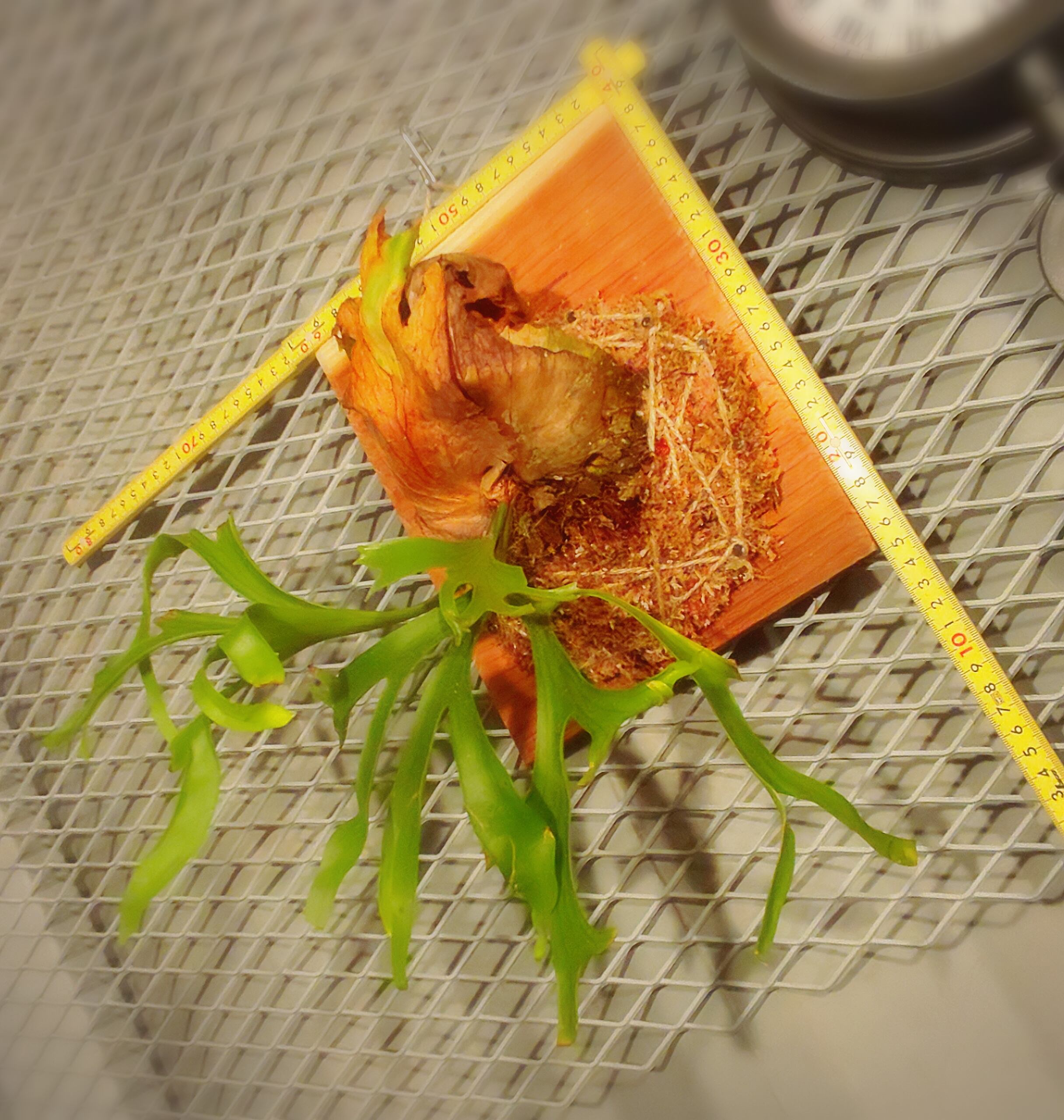 ビカクシダ コロナリウム ドワーフ P Coronarium Dwarf Fern Garden