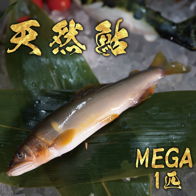 天然鮎1匹　MEGA　冷凍 画像