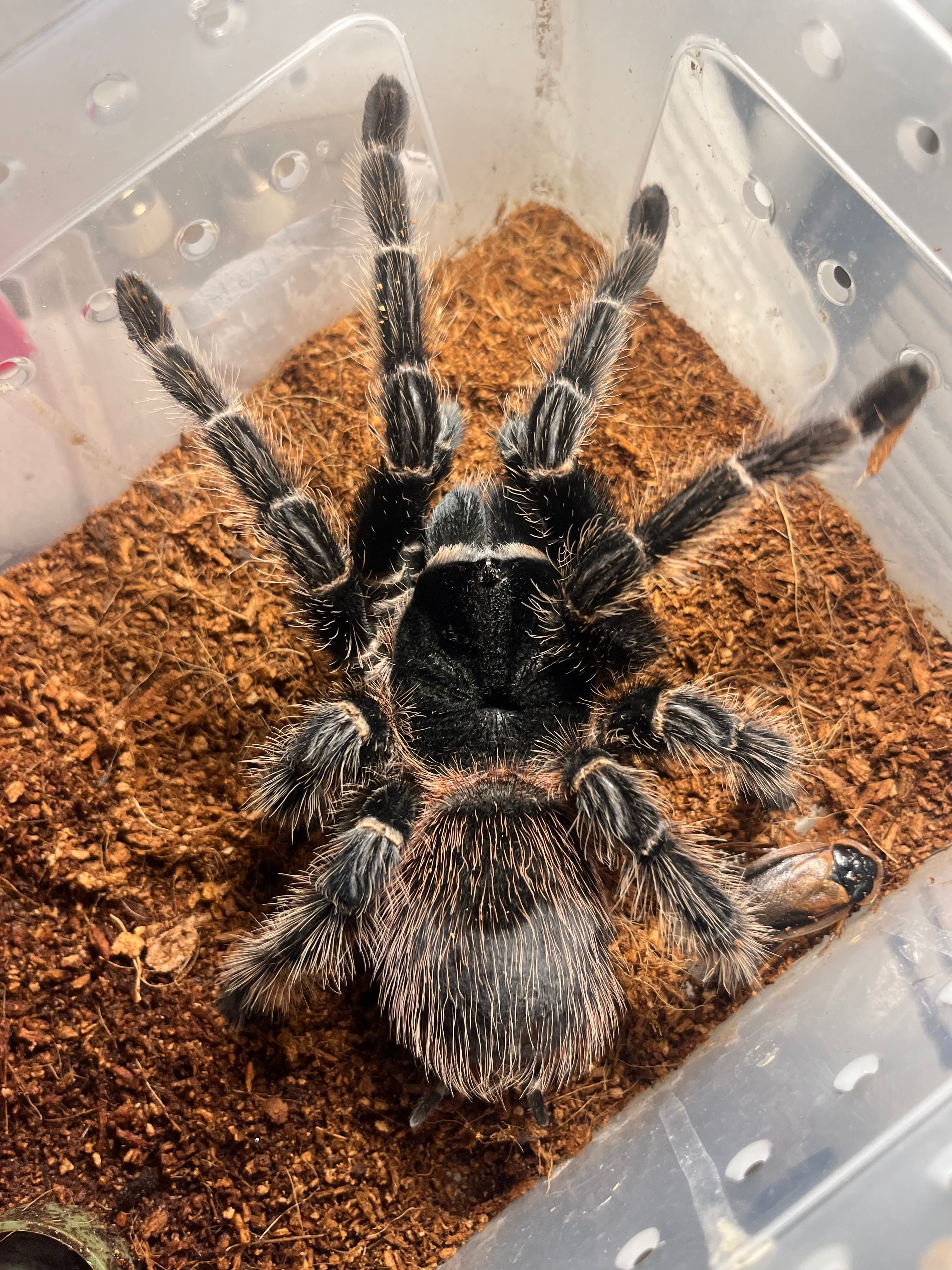 特大♀】バイーアスカーレットタランチュラ 体長10cm程 ムカデ