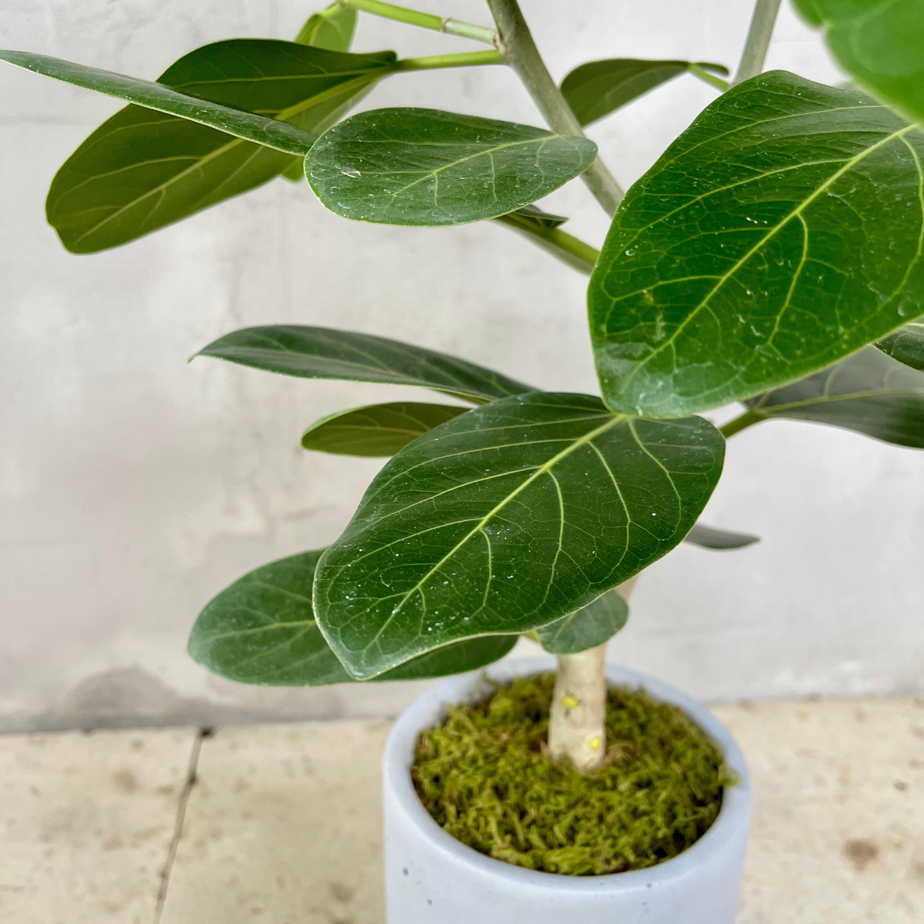 フィカス ベンガレンシス 天然苔盆栽仕立て 陶器鉢 植え込み発送 