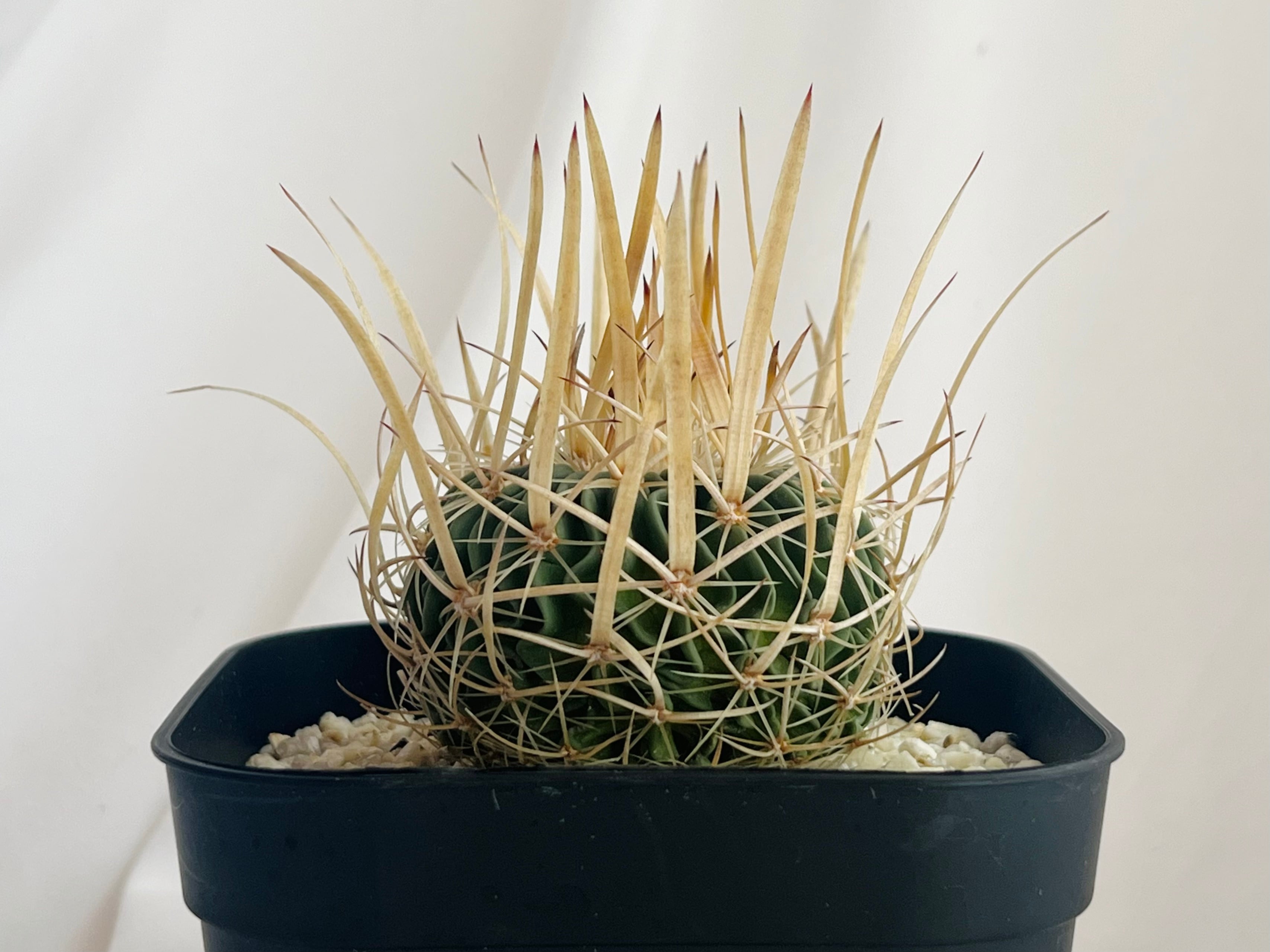 Echinofossulocactus エキノフォスロカクタス 長刺振武玉 サボテン