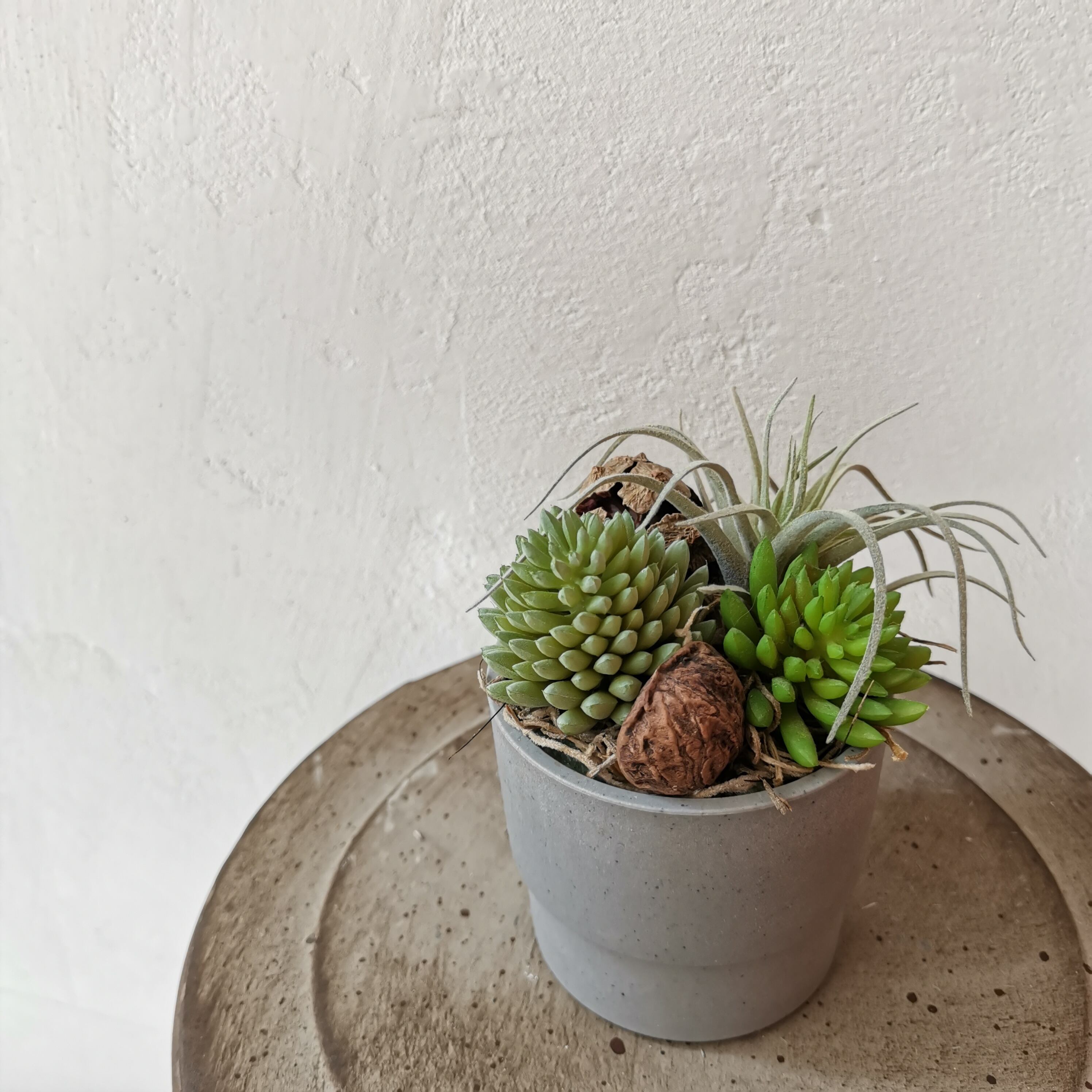 多肉植物と木の実の寄植え風アレンジメント セダムチランジア H Dayflowers