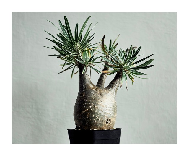パキポディウム グラキリス  pachypodium gracilius