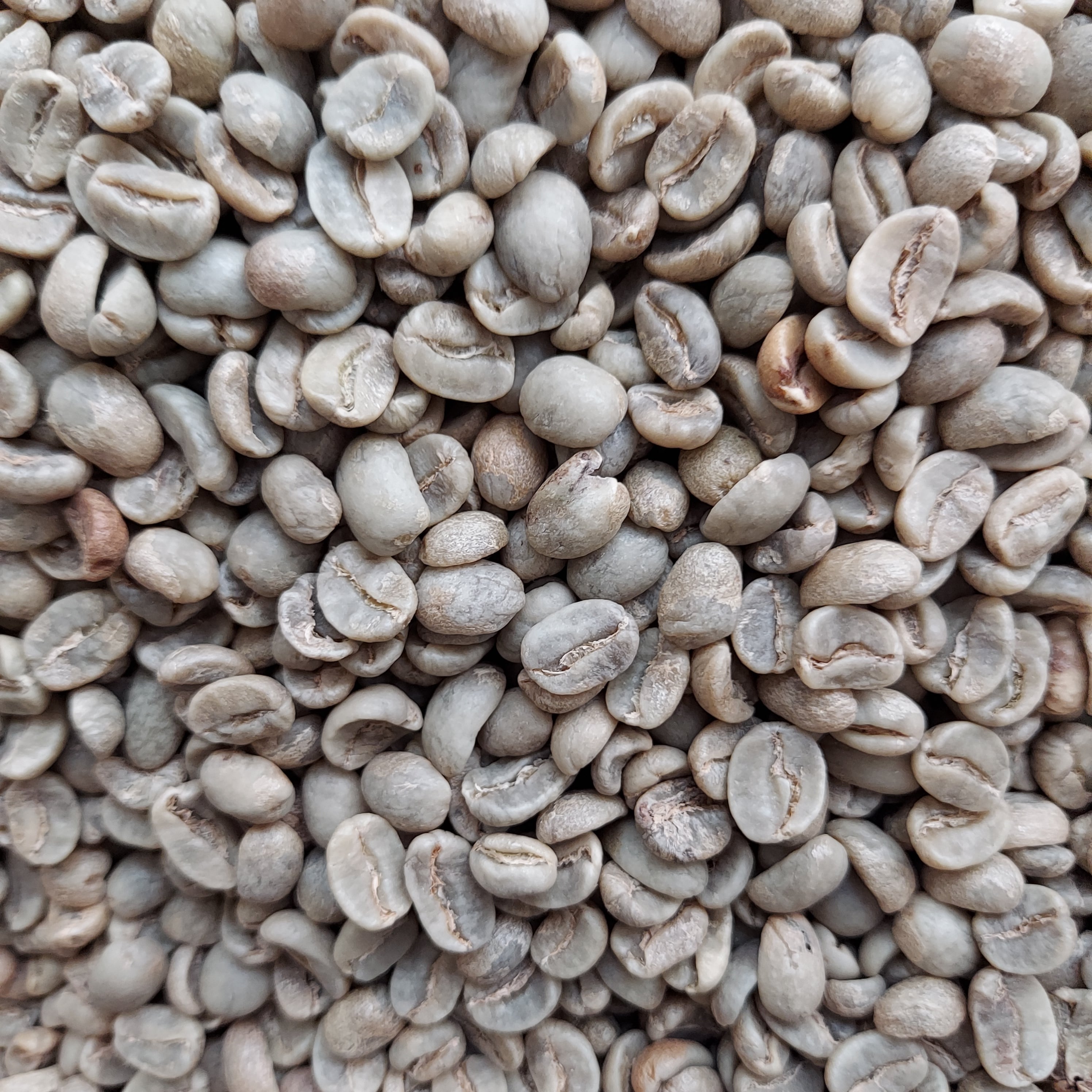 ケニアAA Qグレード 生豆 800g コーヒー豆 珈琲豆 スペシャリティ