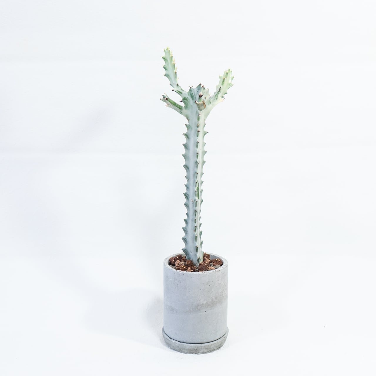 ホワイトゴースト 白肌の幹が幻想的 ザラっと質感のモルタル鉢で引き立つ個性派植物