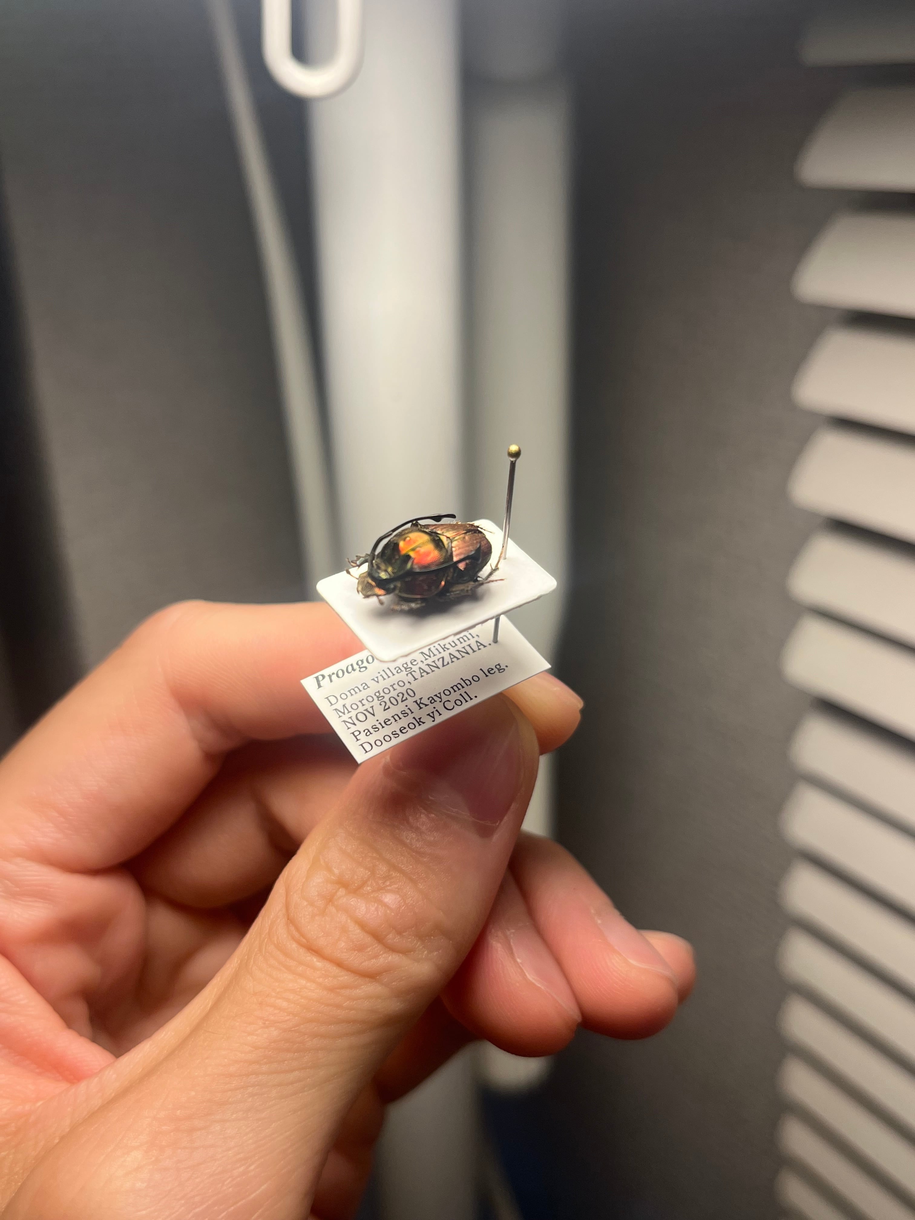 13mm♂】赤シカツノエンマコガネ フンチュウ糞虫昆虫標本甲虫
