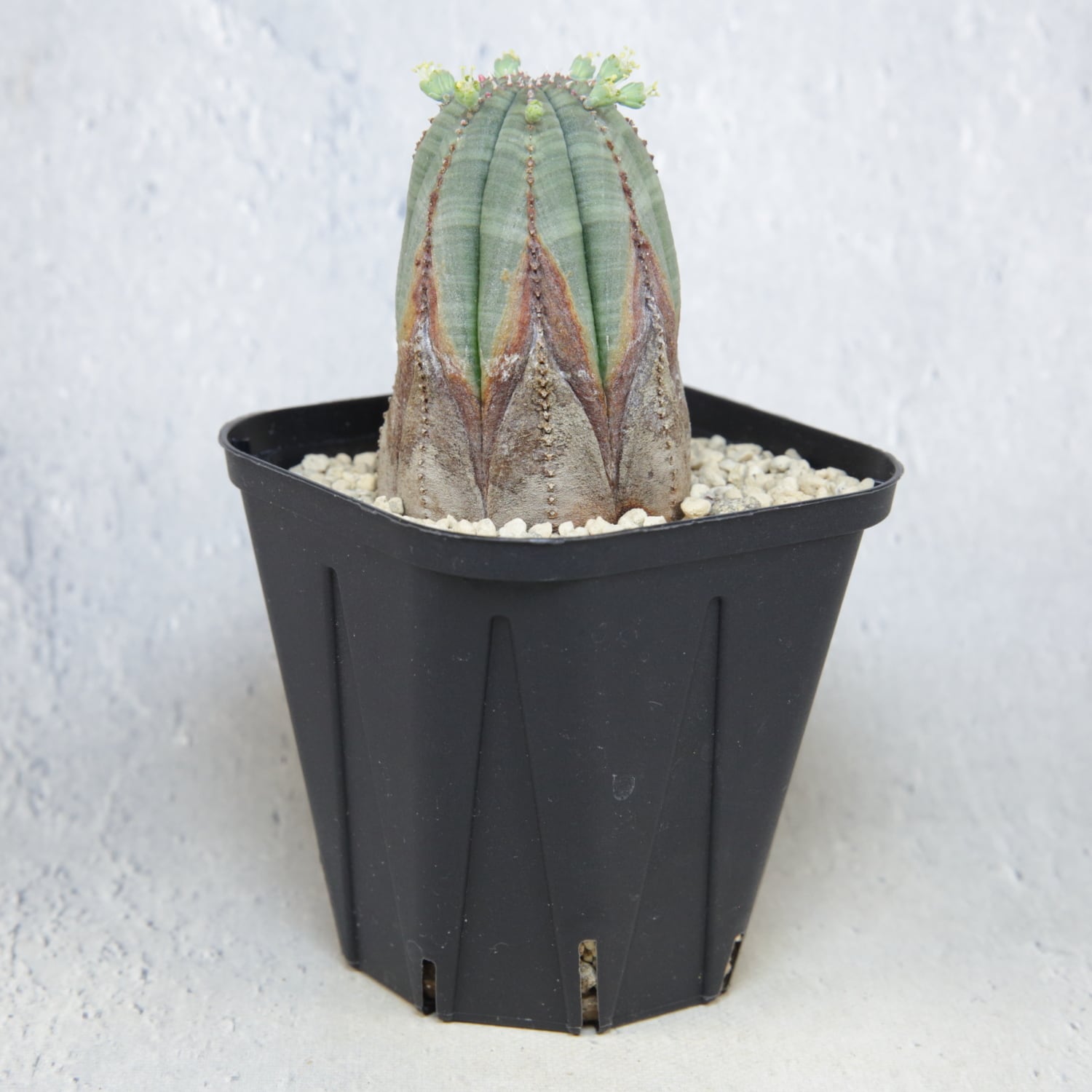 メス株 超美模様 木質化 マイクロオベサ / ユーフォルビア