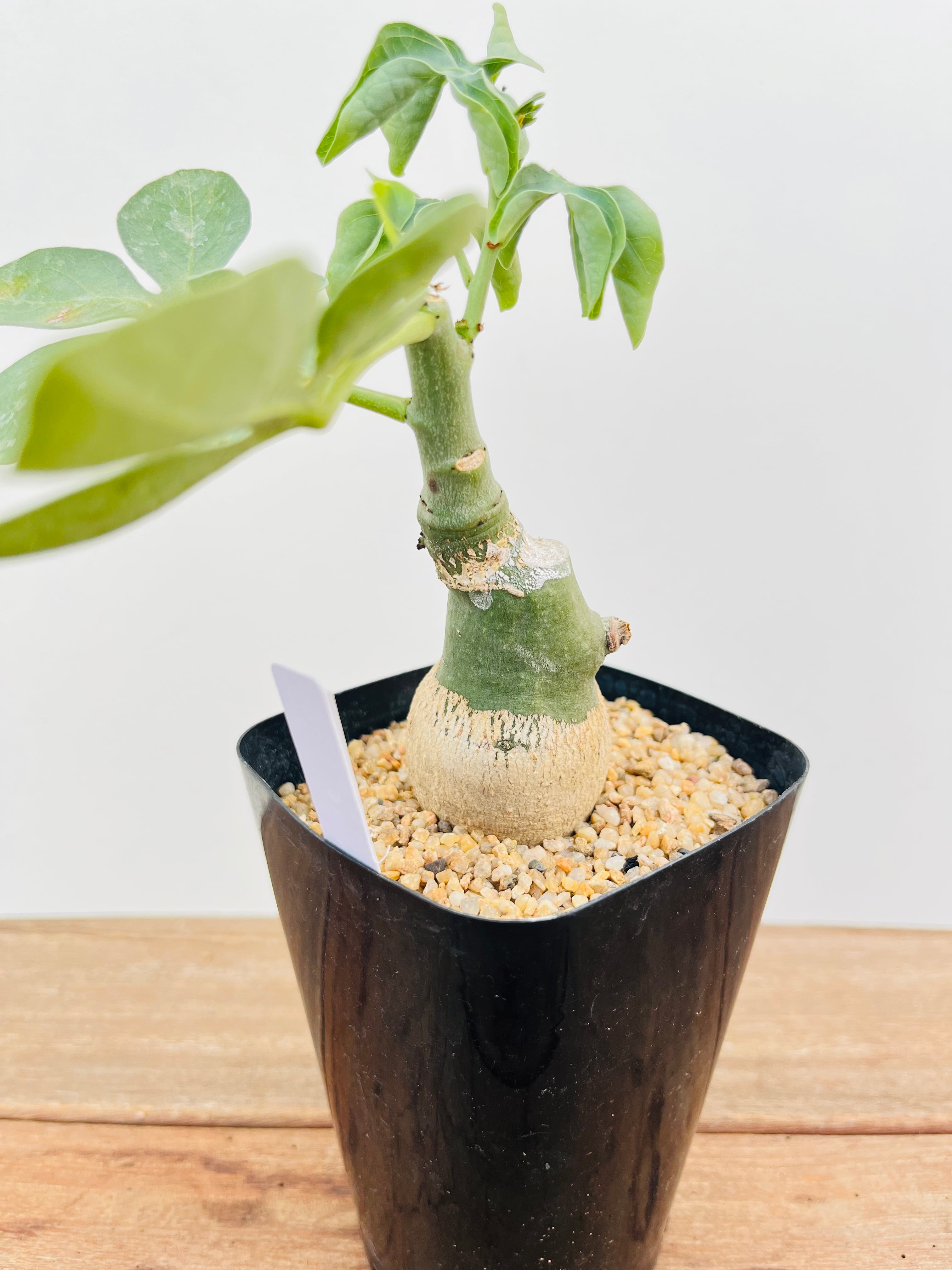 Adenia glauca アデニア グラウカ 多肉植物 塊根植物 | plants MARU