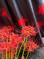 [komagire×Spider Lilyコラボ]ハイウエストギャザースカート(受注生産品)