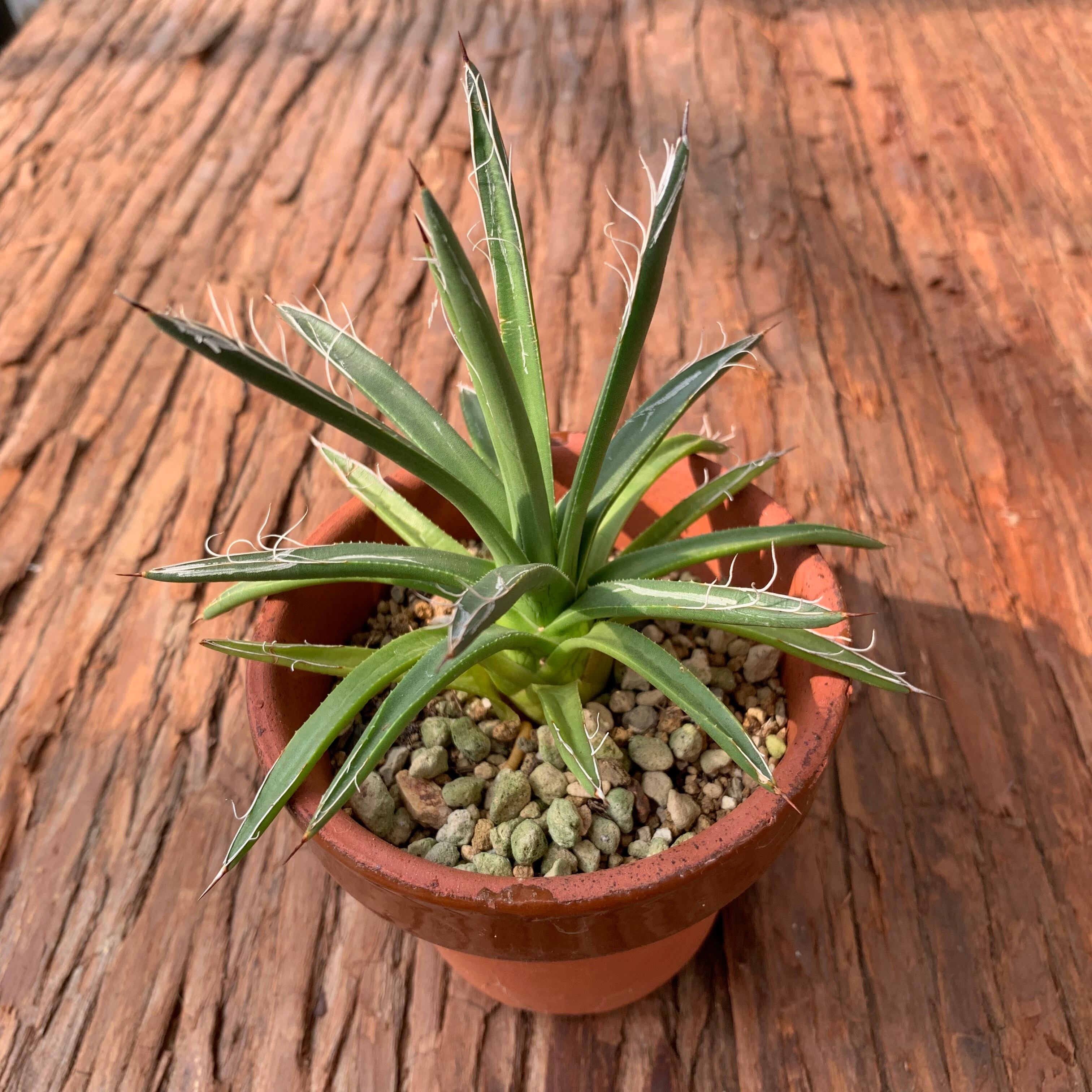 多肉植物 アガベ 滝の白糸（Agave schidigera）B | 京都 おむろ