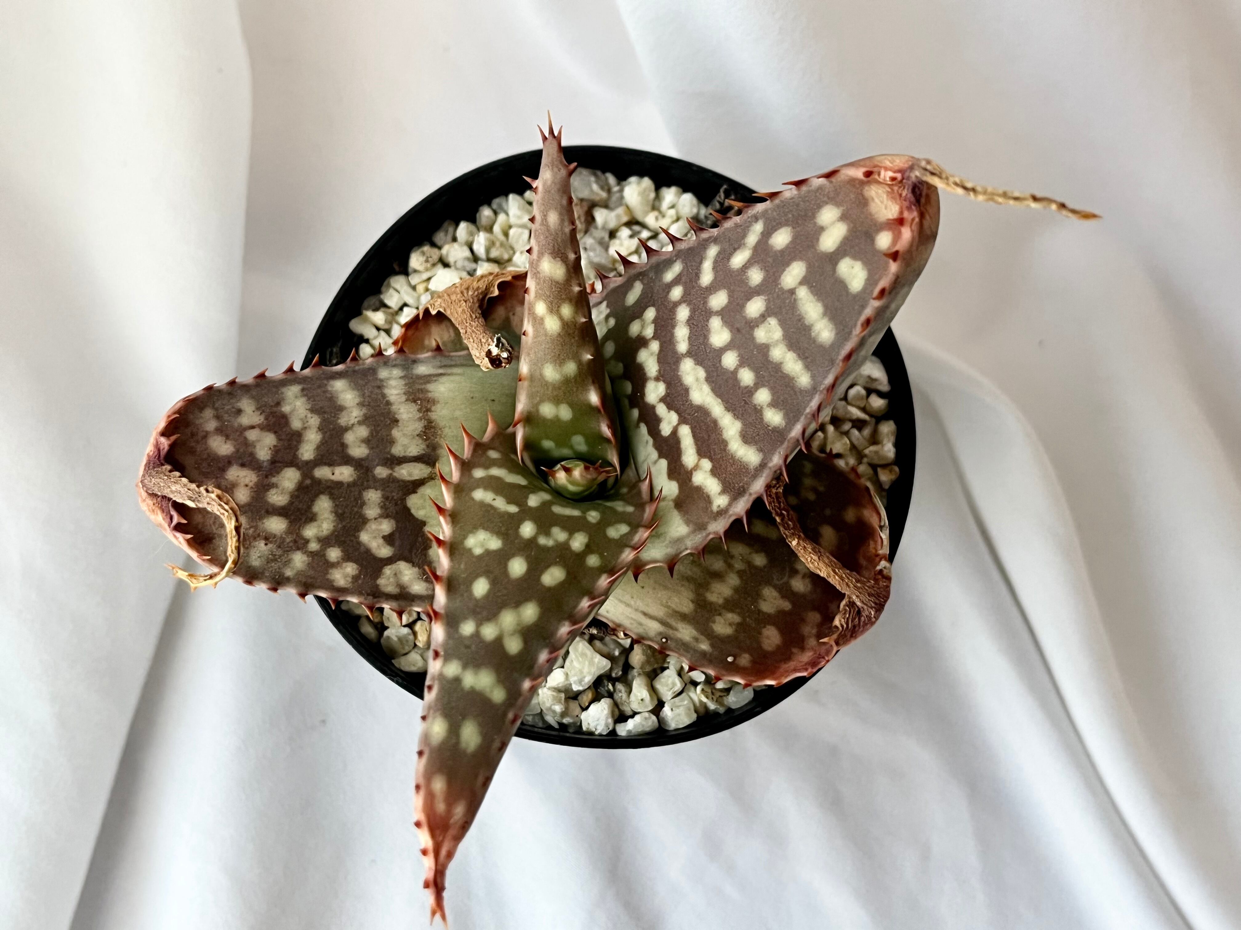 Aloe maculata v.latifolia アロエ ラティフォリア 多肉植物 | Pay ID