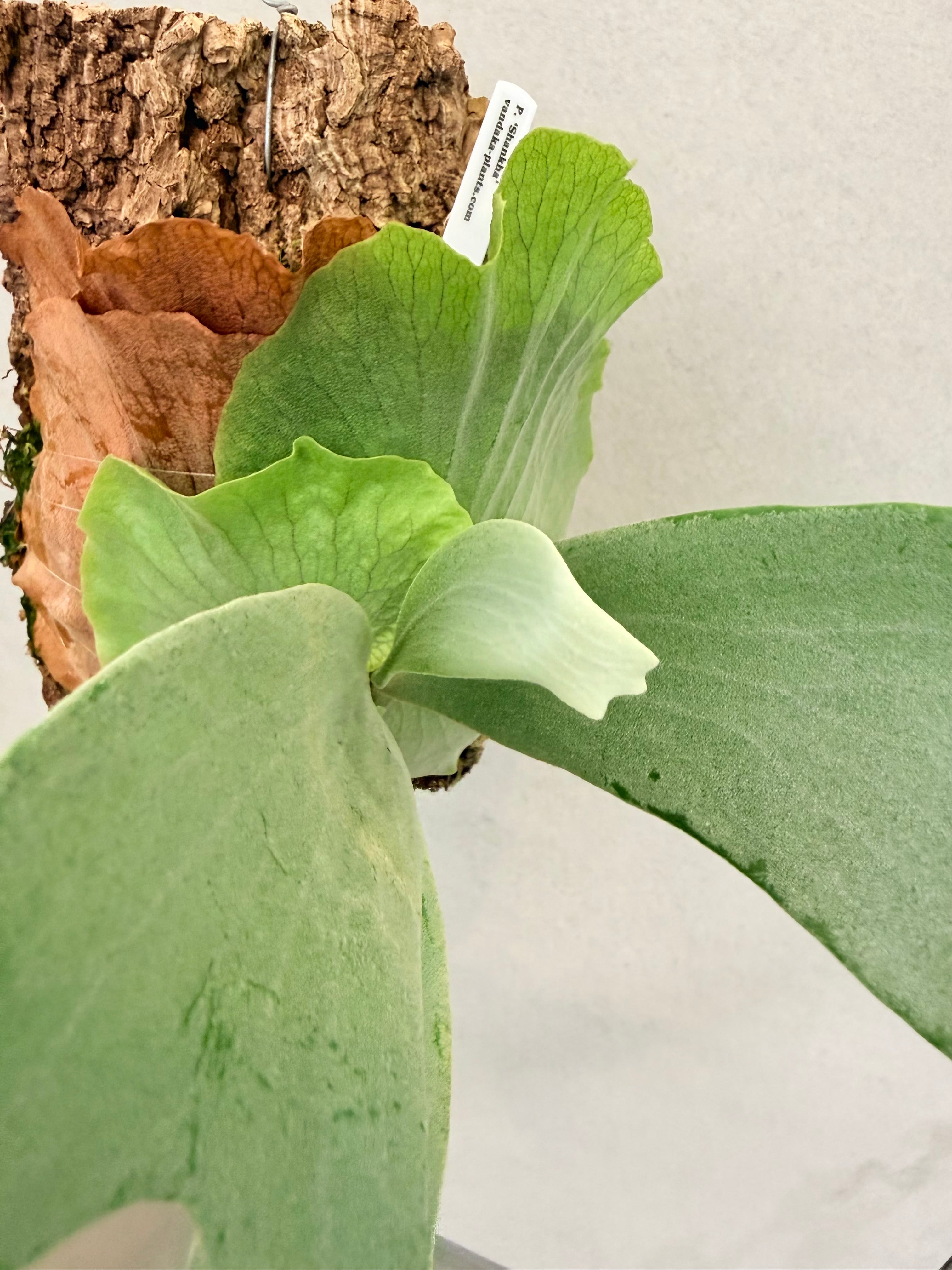 a) P. 'Shankha' ビカクシダ 'シャンカ' 白法螺 | vandaka plants
