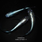 Blue butterfly - 青蝶メダカ 3ペア thumbnail 2