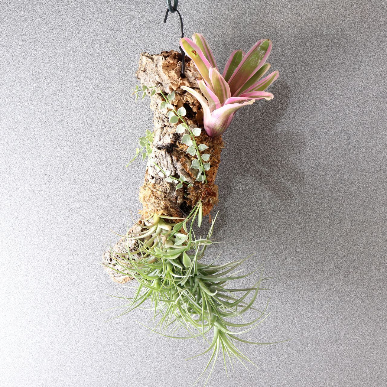 366 色とりどり、着生植物のアート『チランジア ベルゲリー