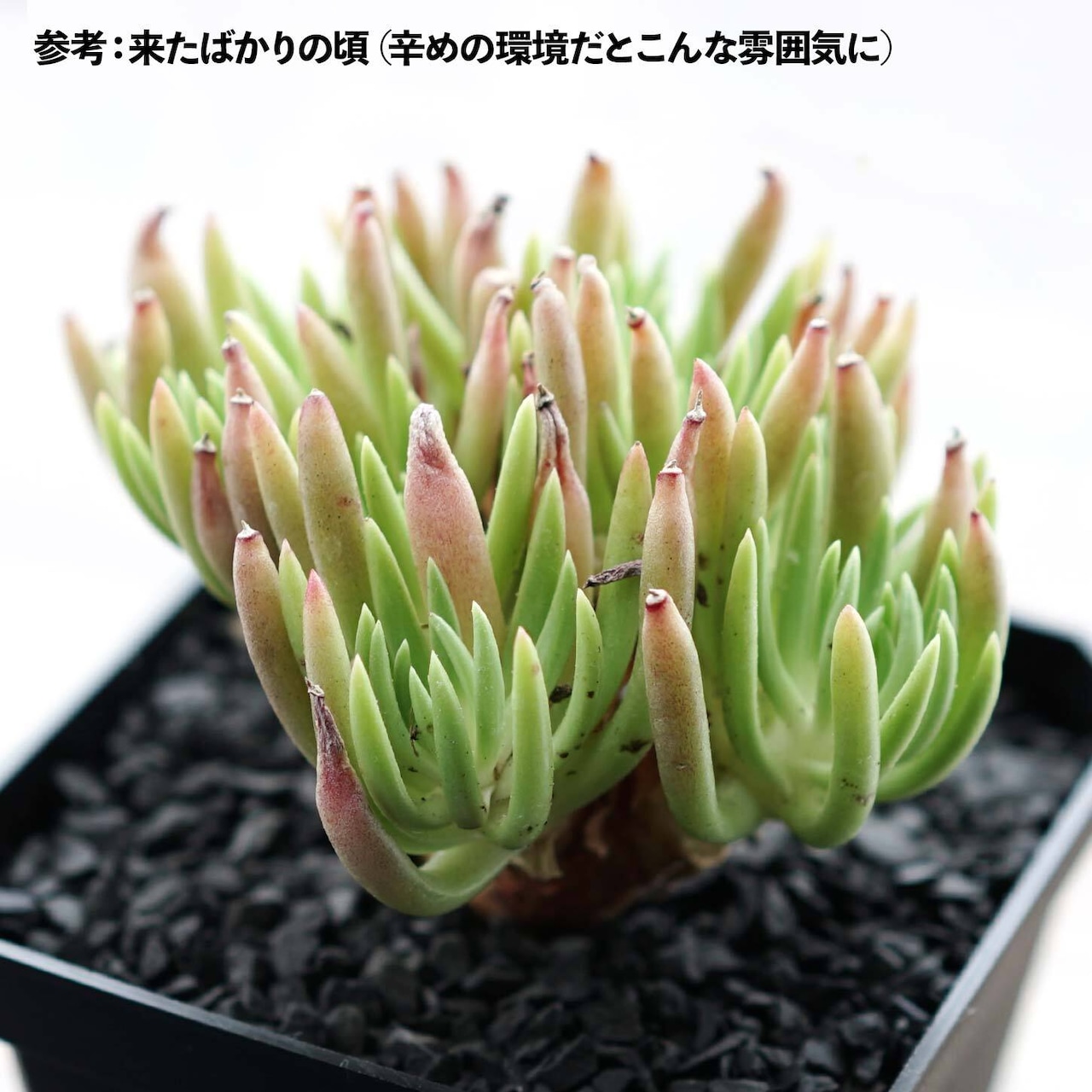 【限定1株】抜き苗 ビスシダ 群生株 Dudleya viscida