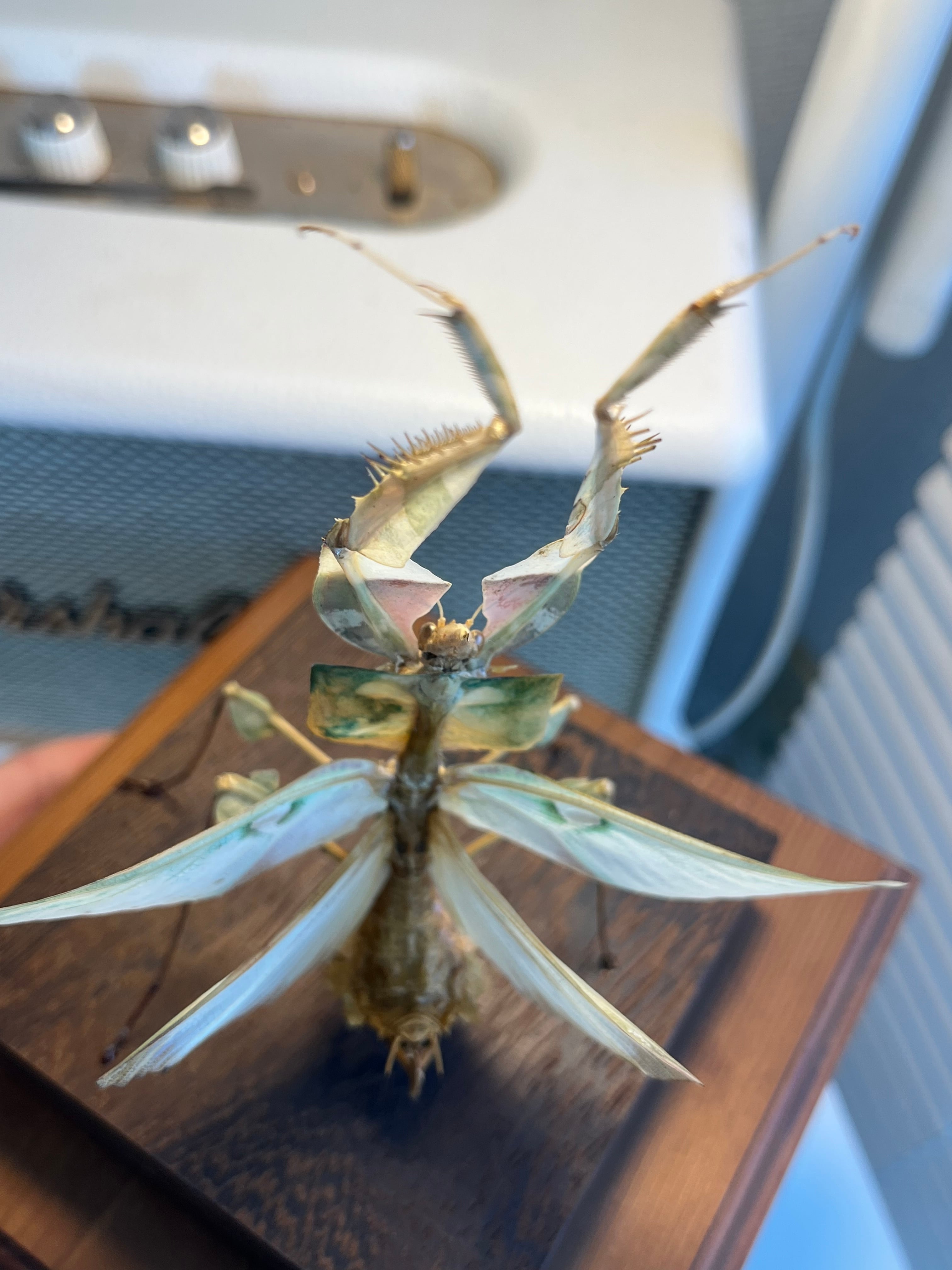 蟷螂傑作】ニセハナマオウカマキリ マンティスタランチュラムカデ