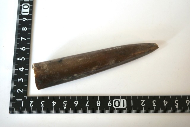 ロシア産頭足類化石 Cylindroteuthis sp. 1661