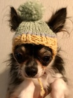 ネコ・小型犬　ニット帽