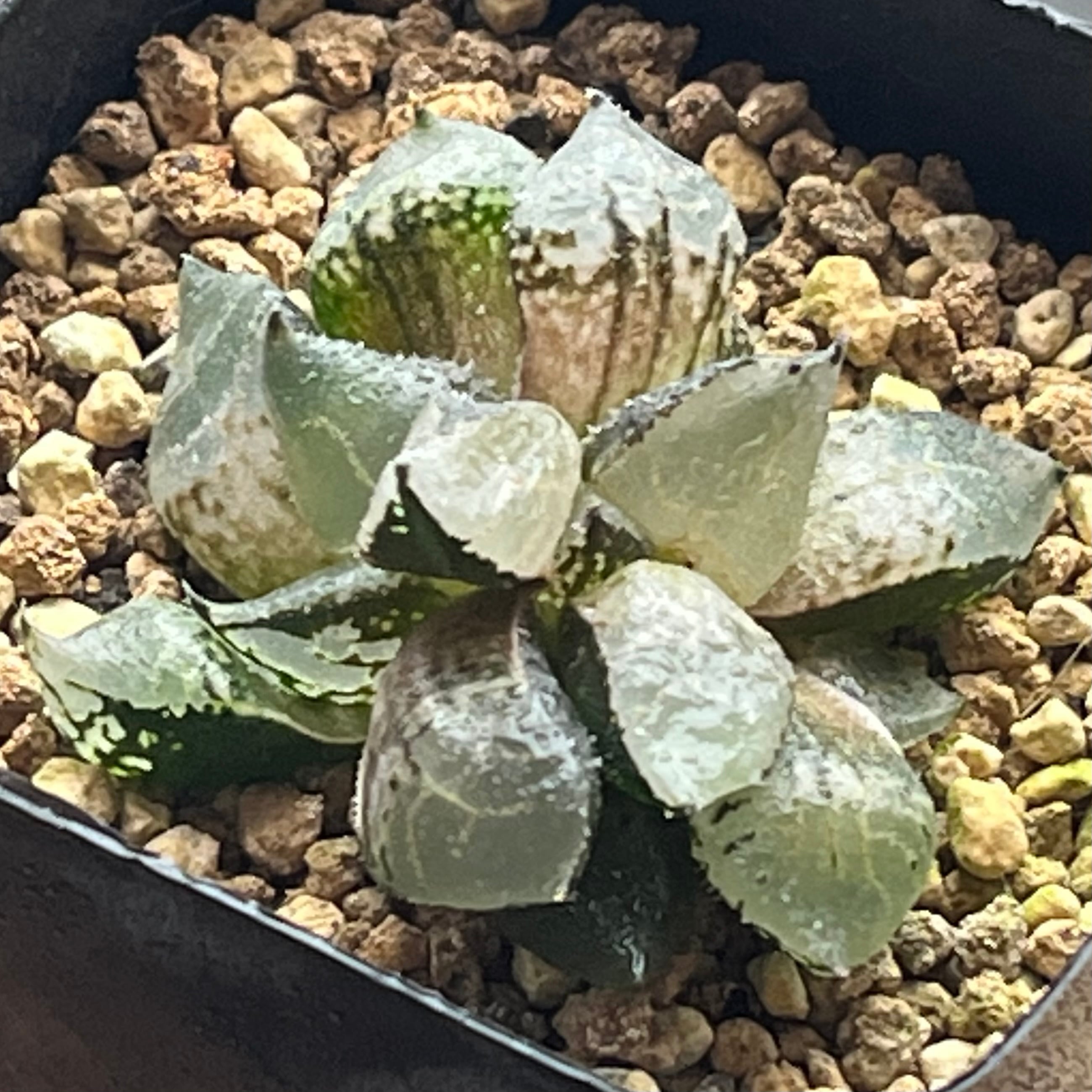 ハオルチア 三仙寿錦 | mocono_plants