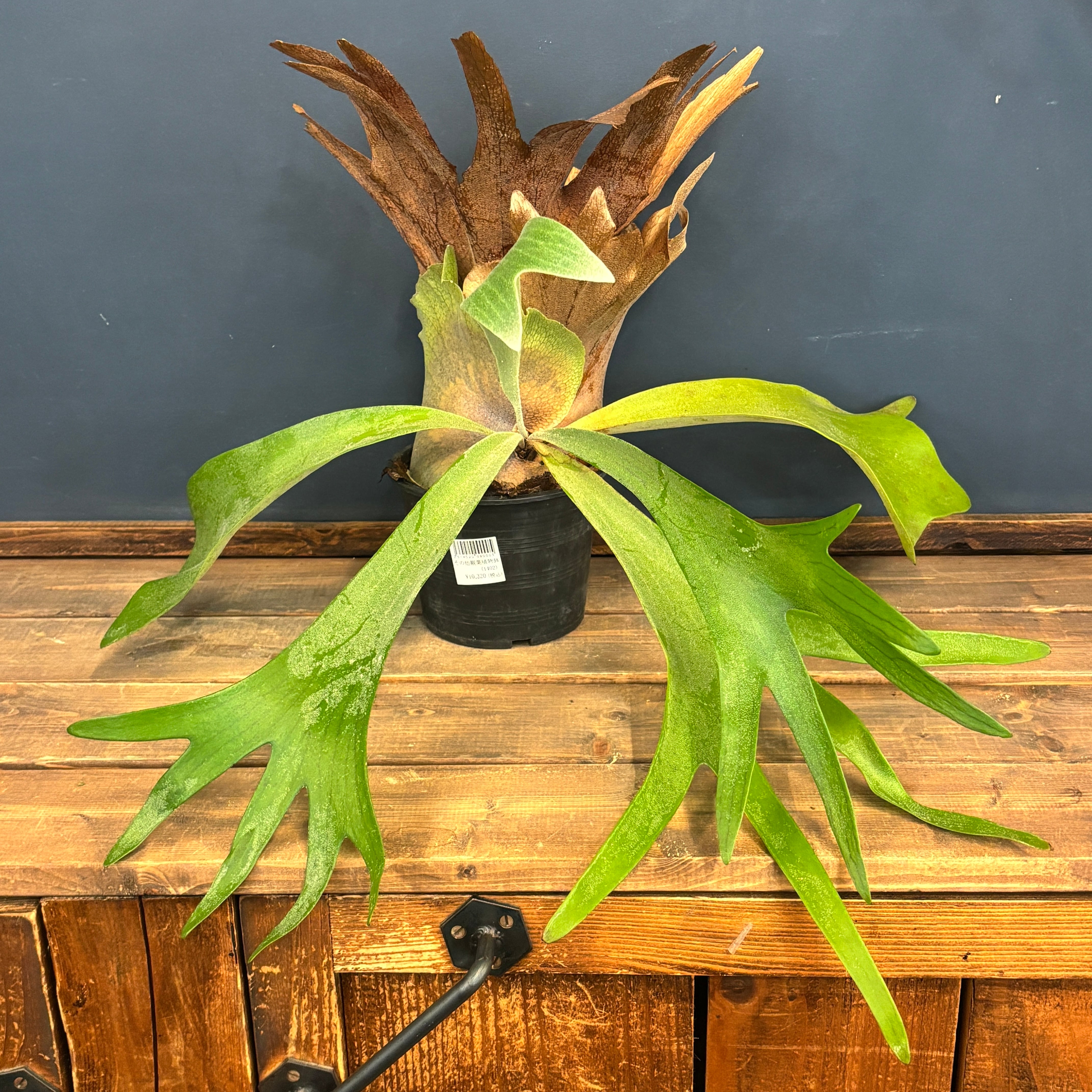 クリアランス】ビカクシダ 品種不明【198】 | PROTOLEAF プロトリーフ