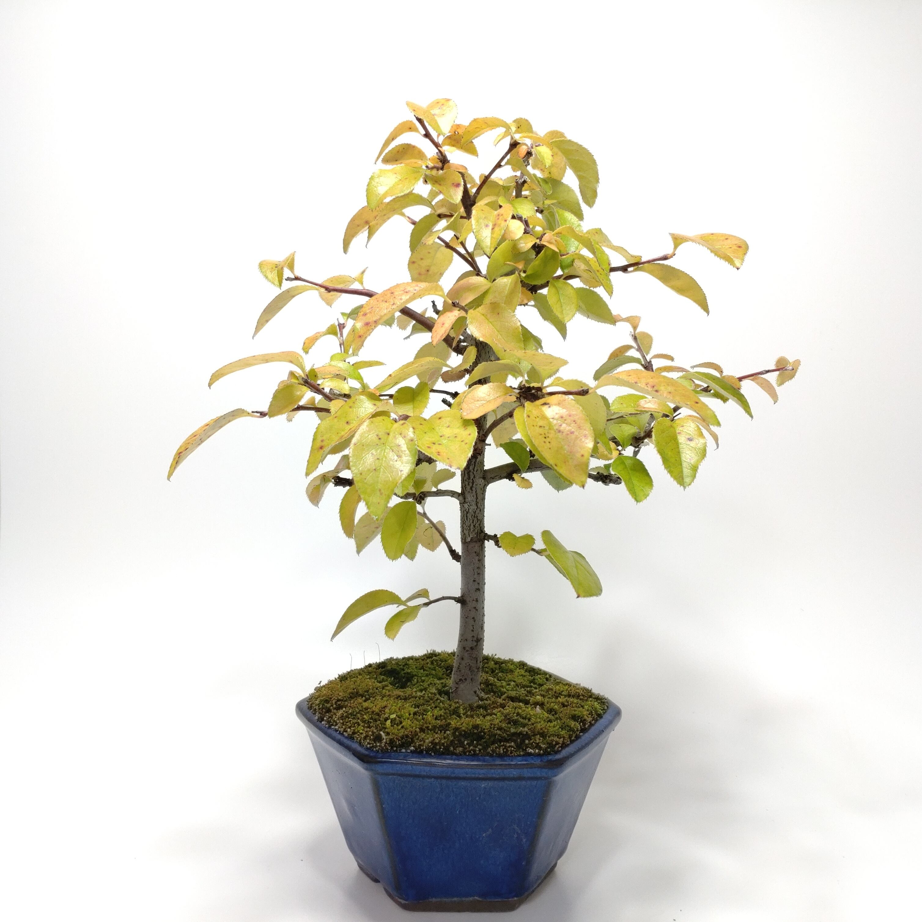 皐月（赤サツキ）盆栽 CS001 皐月（赤サツキ）盆栽 CS001 | 盆栽創【Bonsaisou】