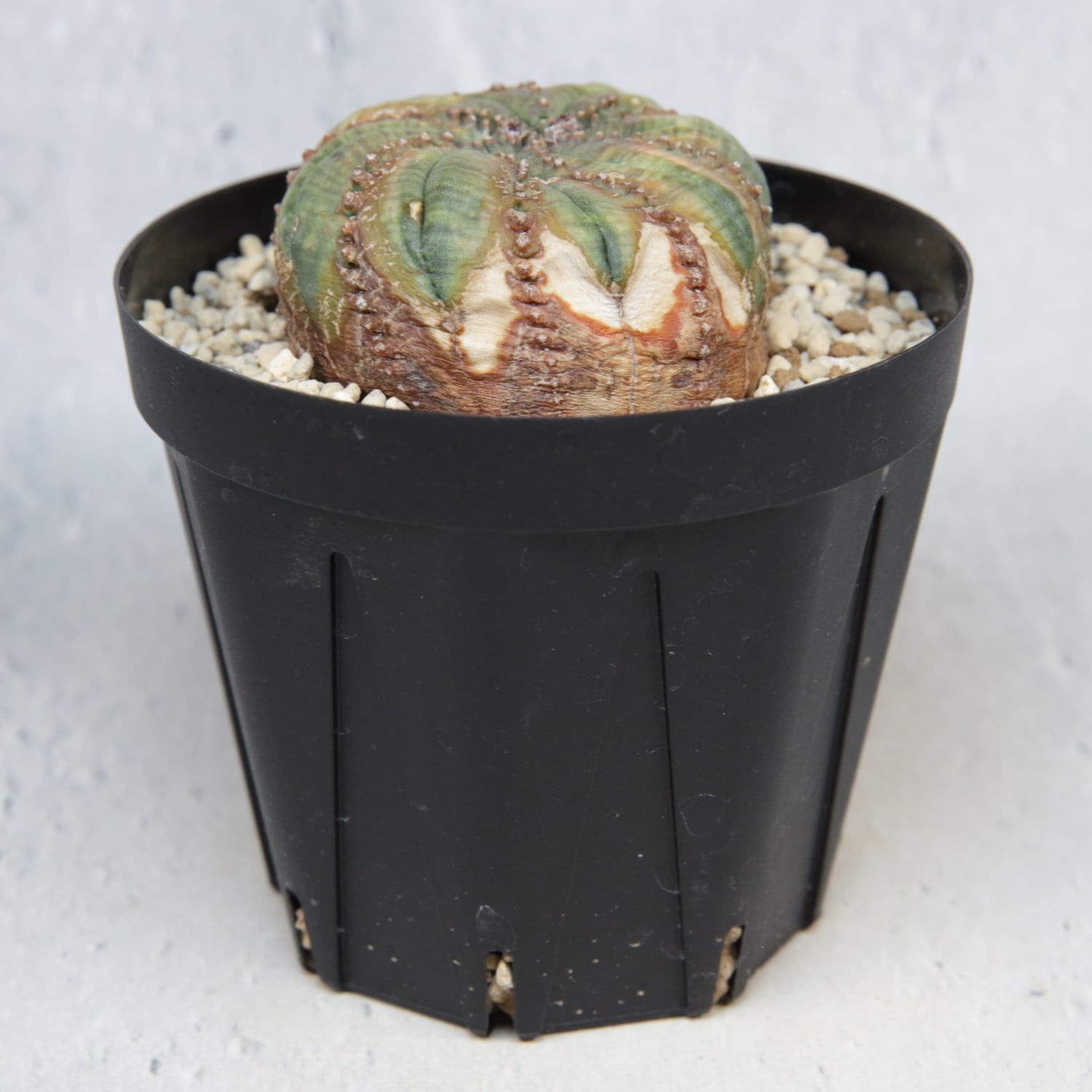 超扁平 木質化 モンスト 捻じれ オベサ / ユーフォルビア | LIGHTHOUSE