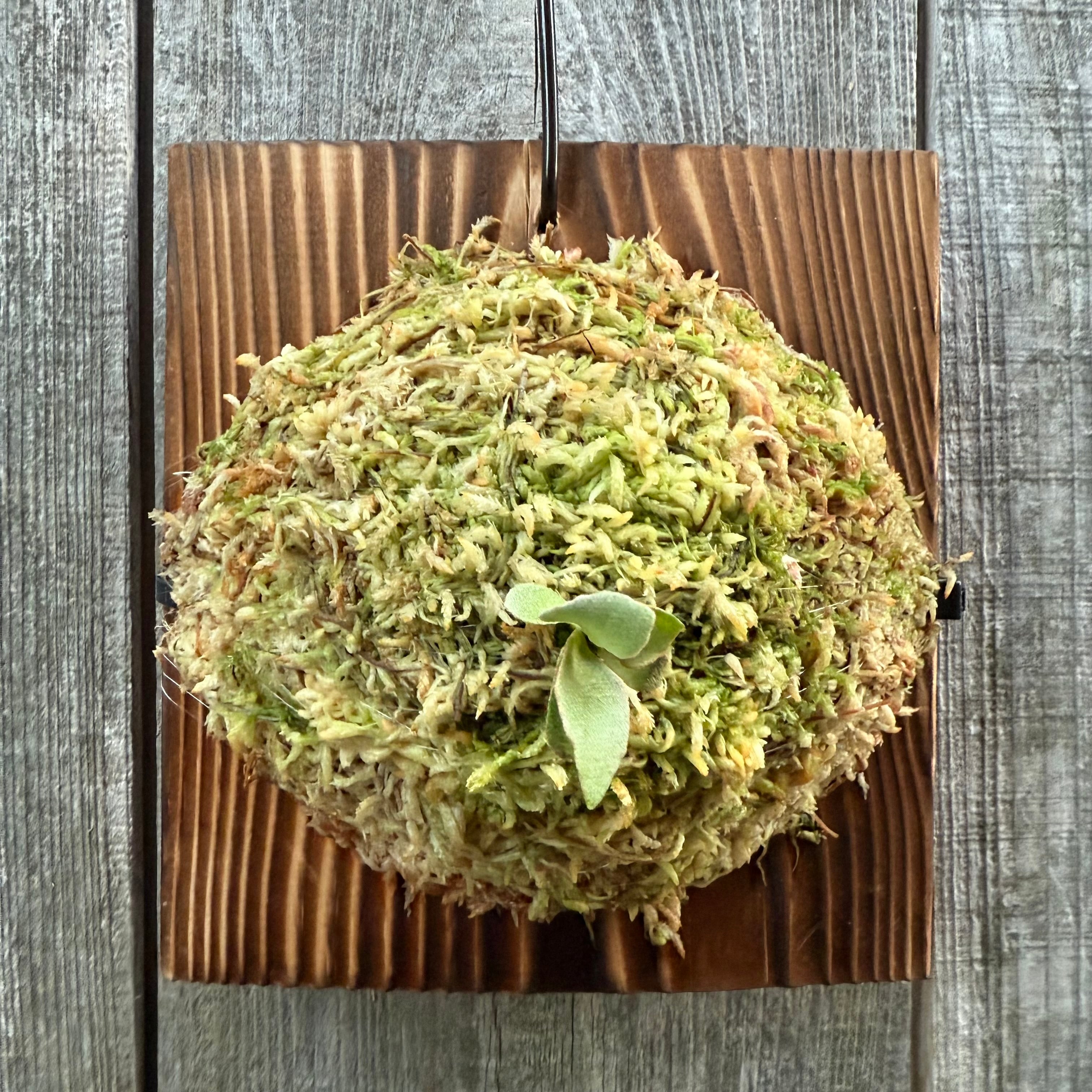 P.Triceratops OC pupトリケラトプス子株　三角龍 P.Triceratops (三角龍) pup | naturefix