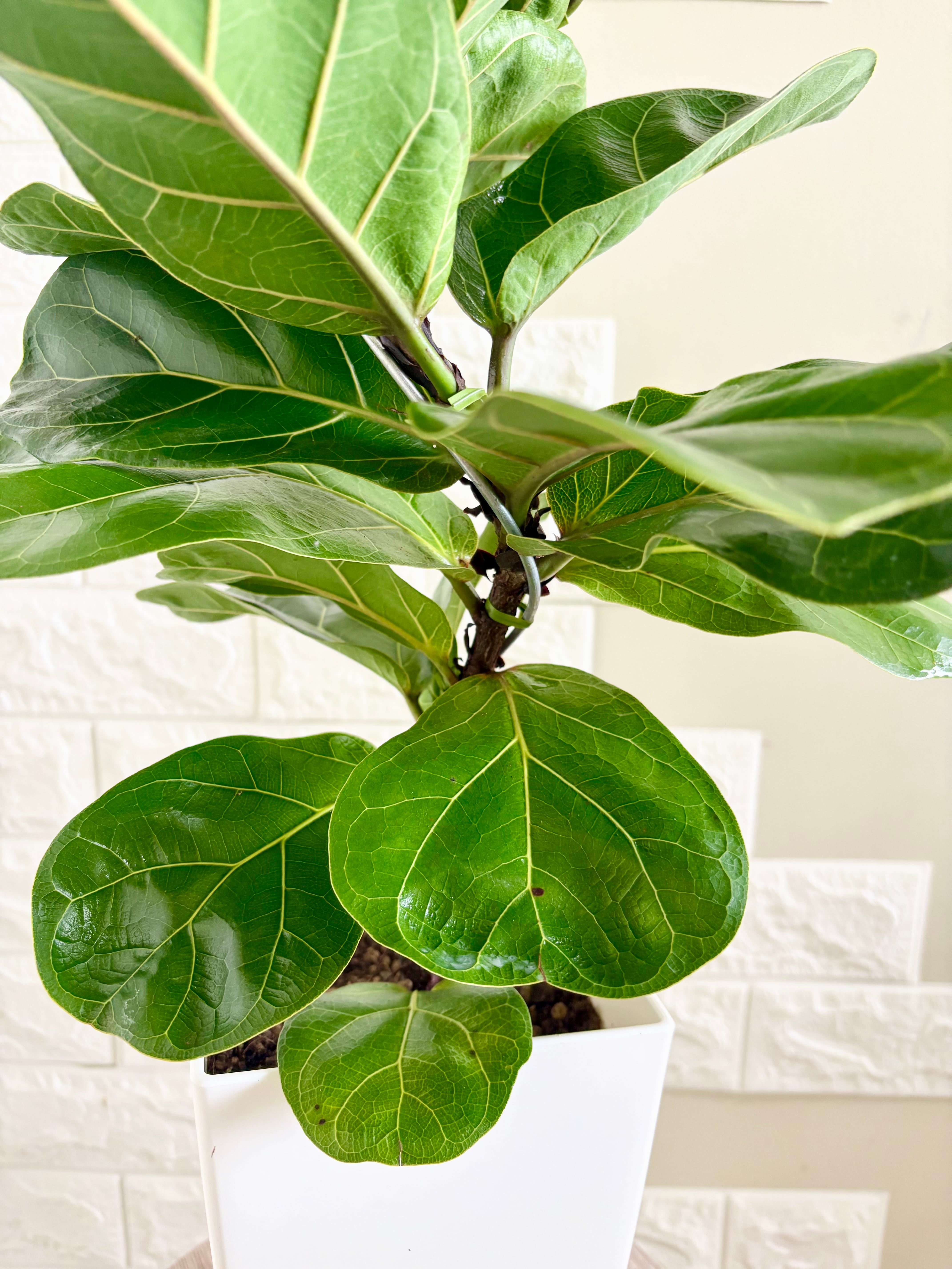 現品】フィカスバンビーノ 曲がり樹形 6号鉢 観葉植物 | 観葉植物のお