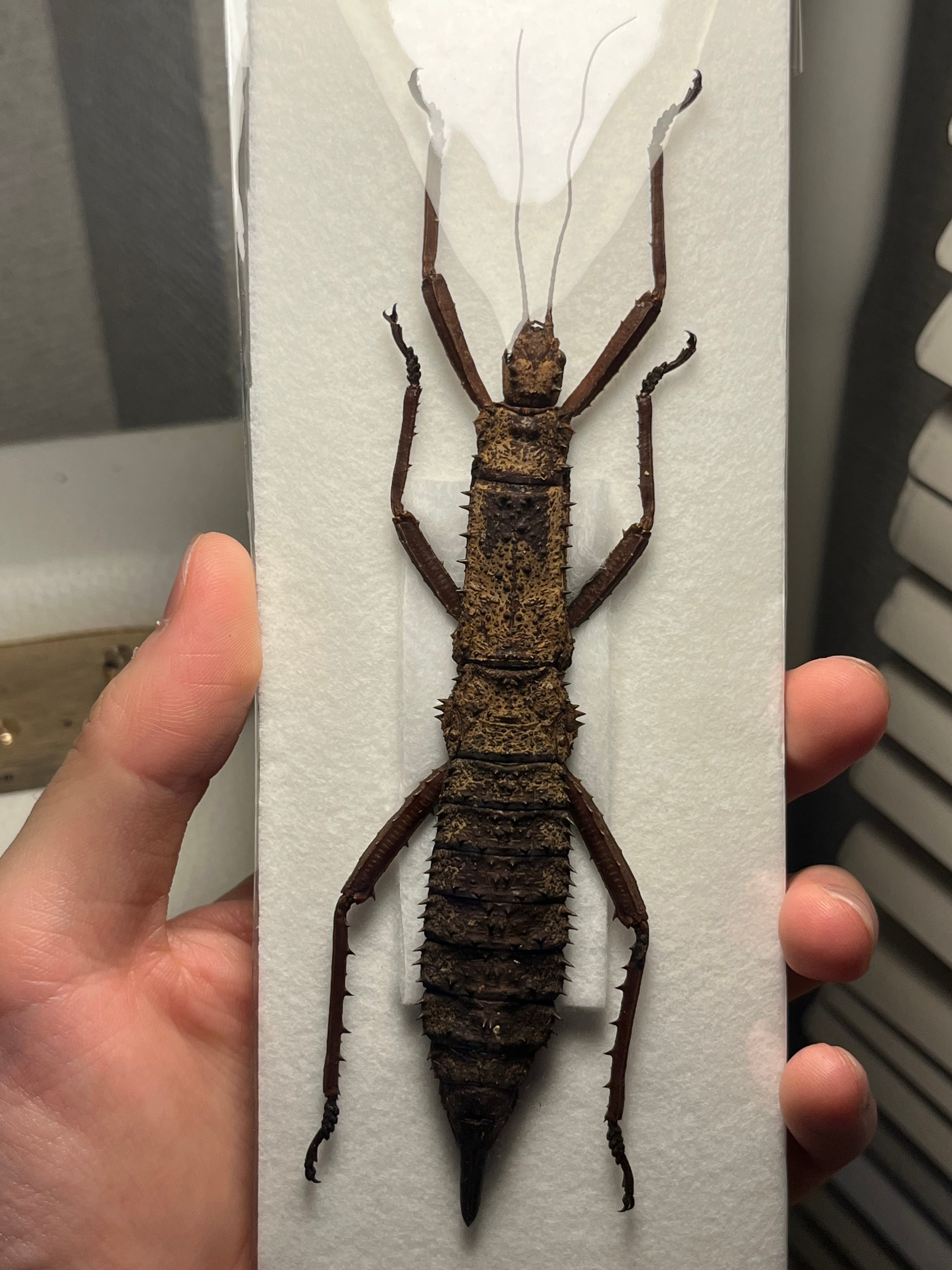 乾燥珍々】シロアリの女王標本 超巨大 液浸標本 昆虫標本 パラポネラ