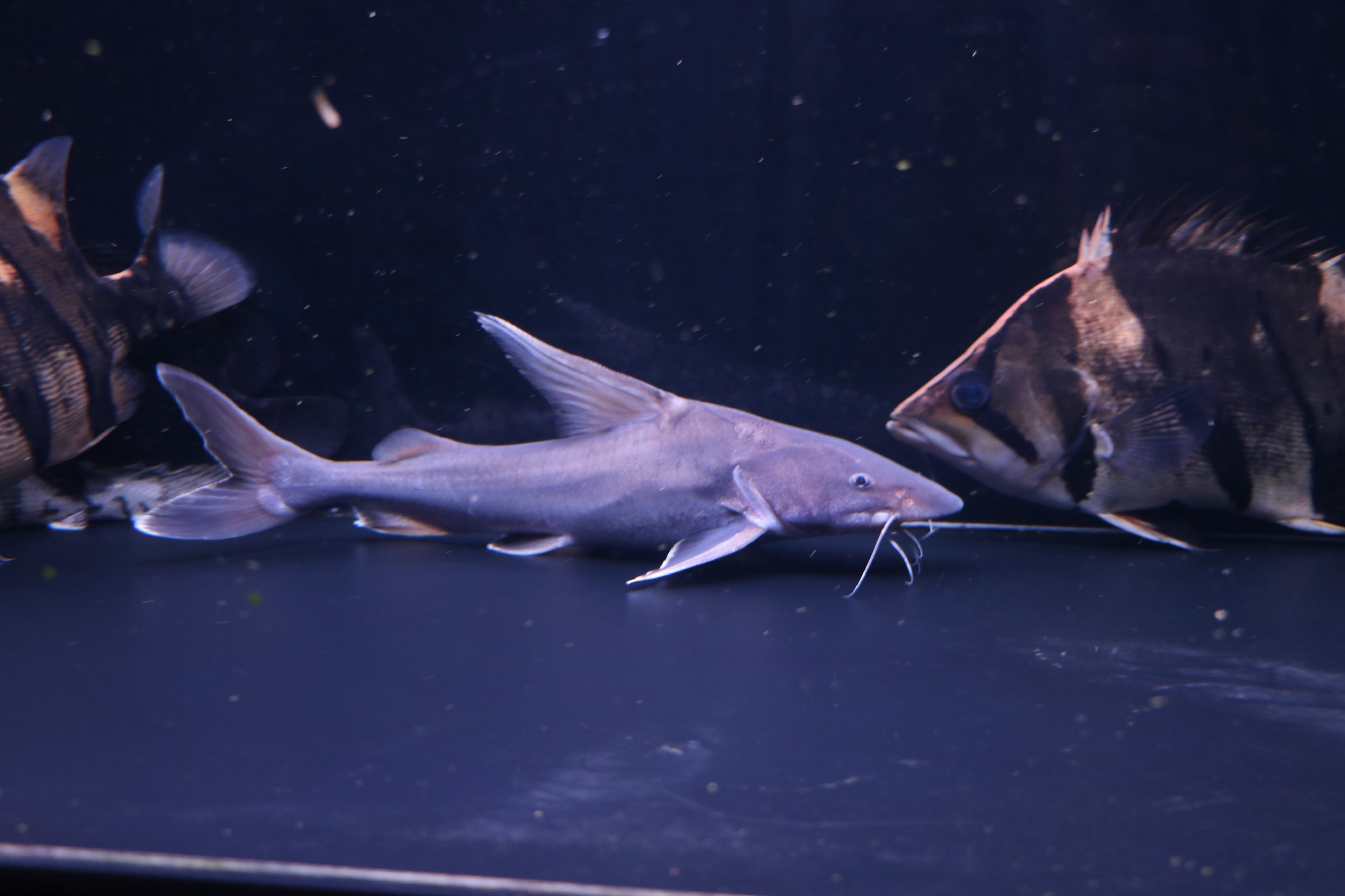 スタージョンシーキャット カプアスフル産 23cm± ナマズ 熱帯魚 古代魚 