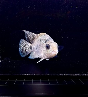 ヴィエジャ・アルゲンティア