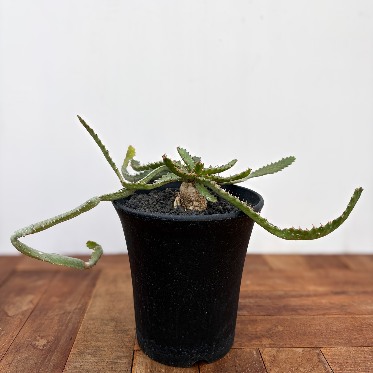 Euphorbia stellata【ユーフォルビア・飛竜・実生】