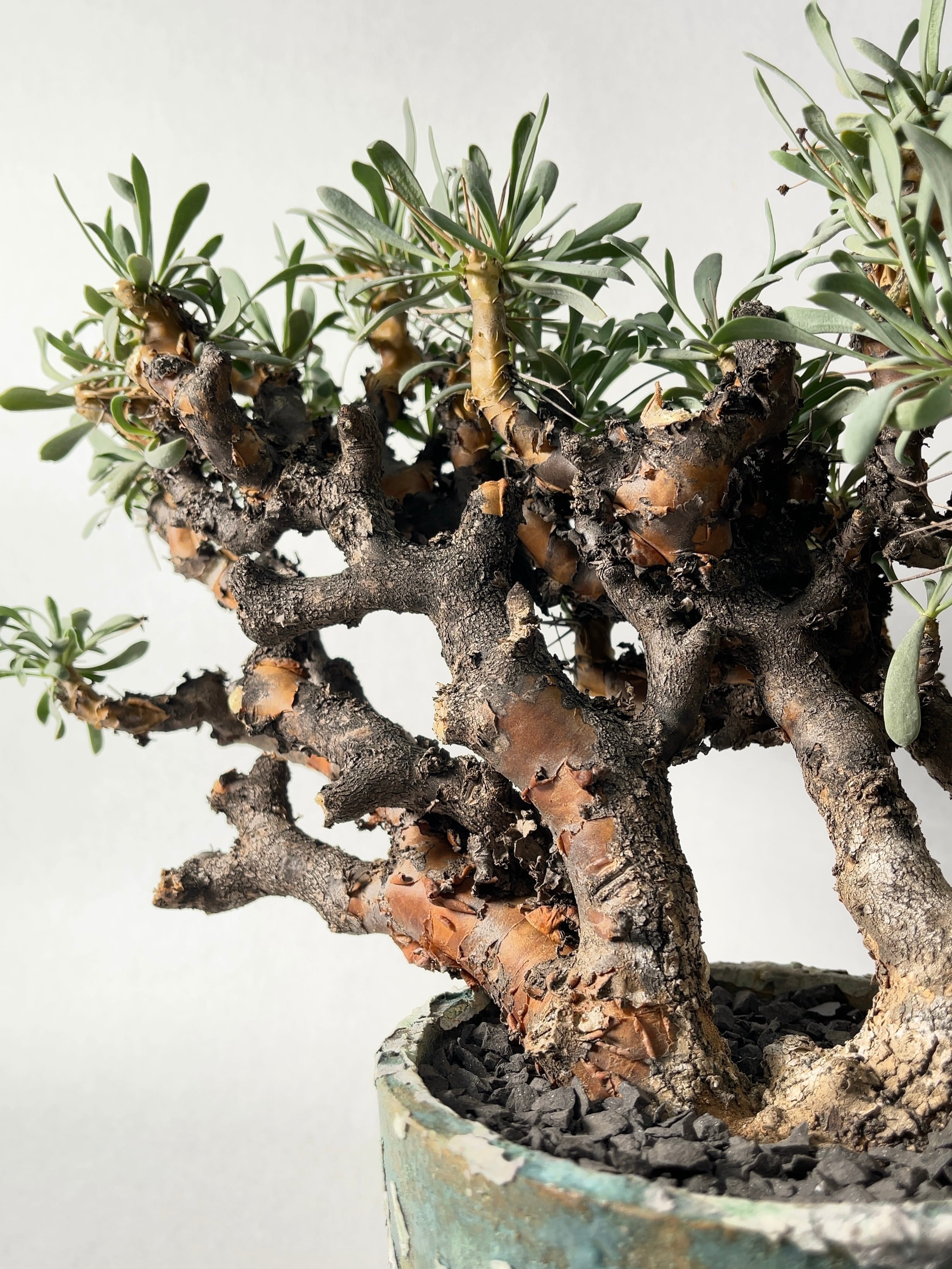 ユーフォルビア黒鬼城 オトンナ ユーフォルビオイデス 黒鬼城 現地株