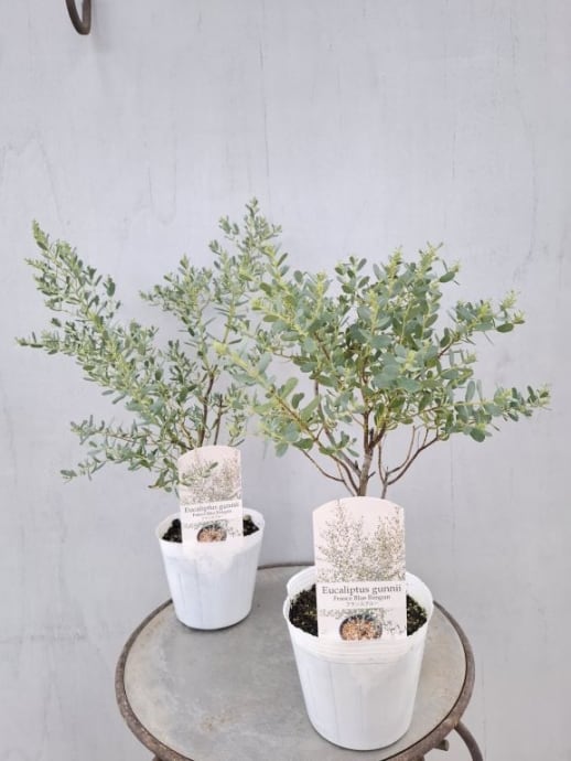 植物】 | フラワーガーデン泉 オンラインショップ