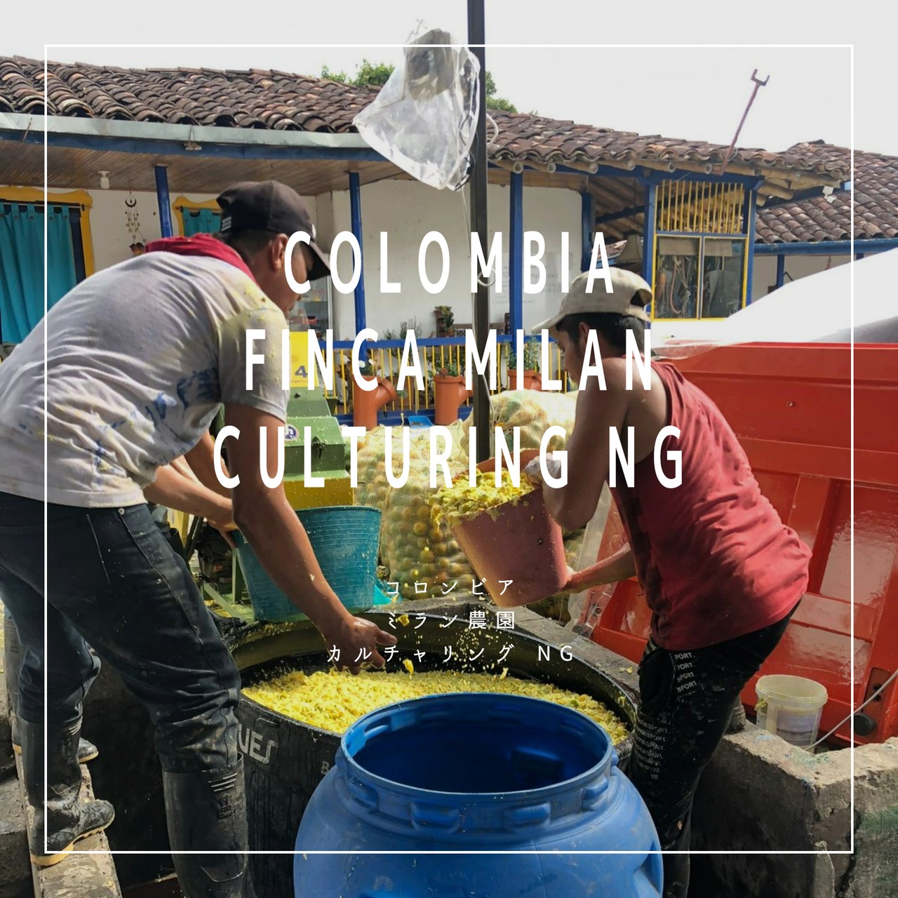 Finca Milan Culturing NG